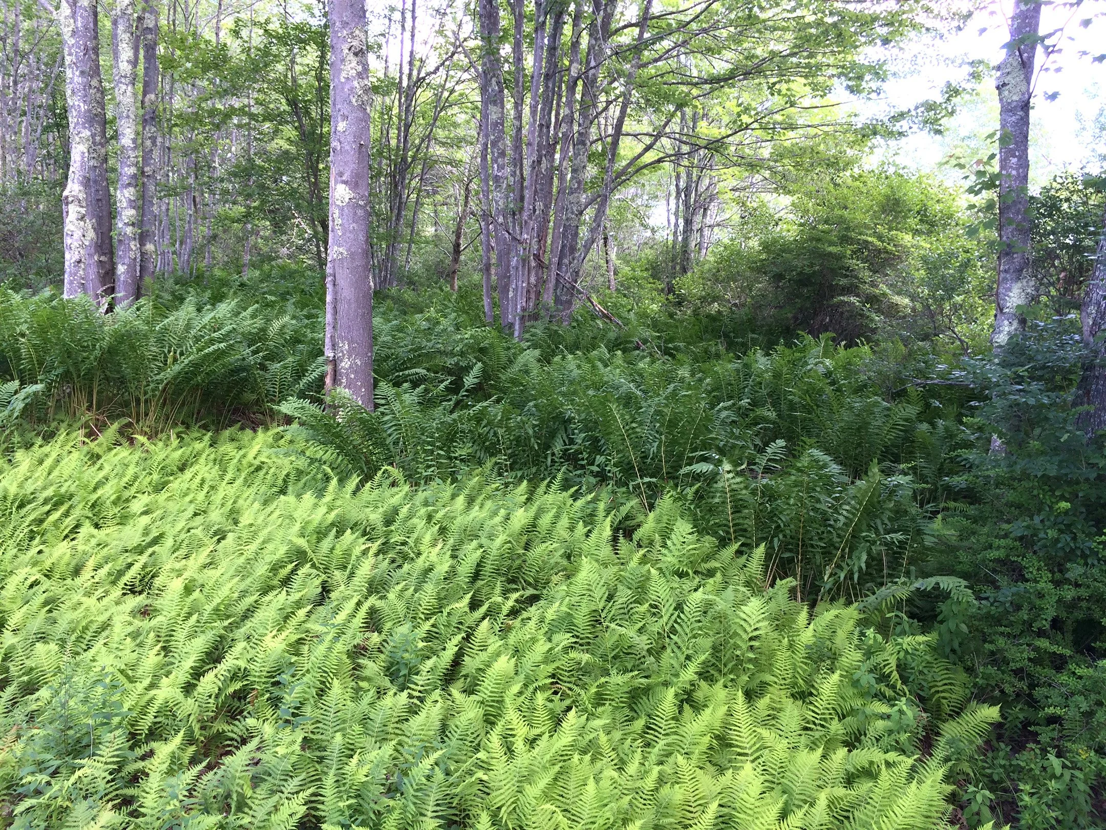 Native fern understory in Maine