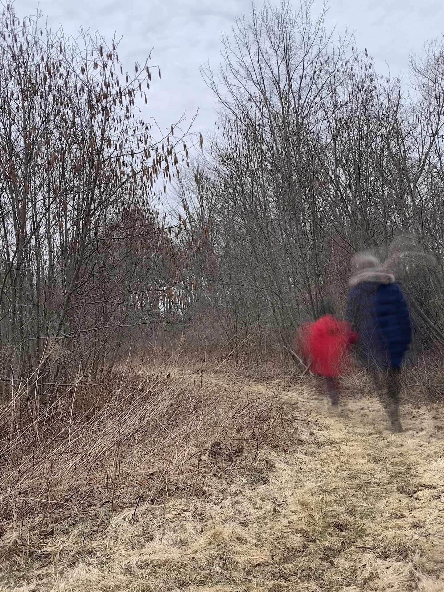 Path through meadow thicket in Maine in early spring.