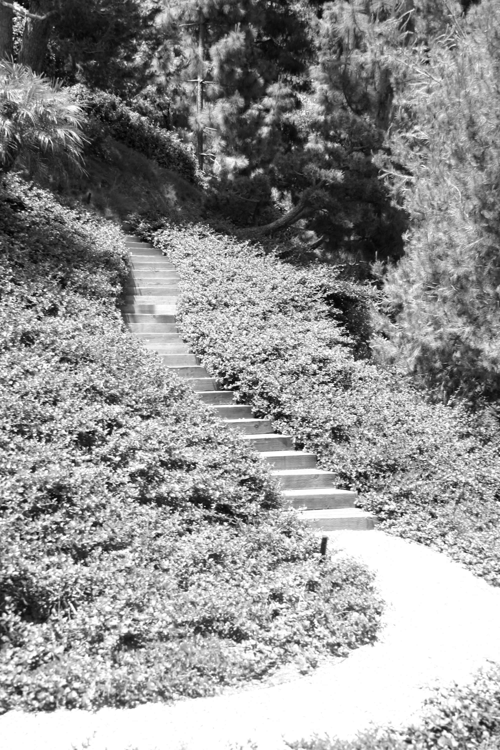 Hillside garden with stair.