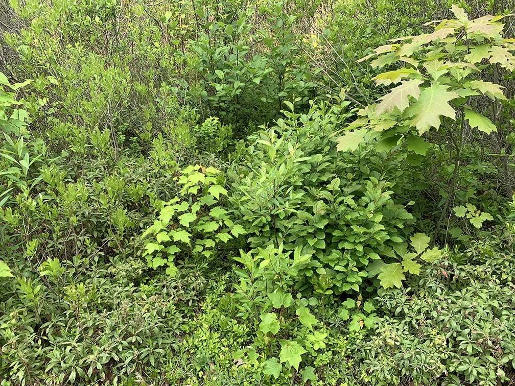 Biodiverse regenerating shrubland in Midcoast Maine