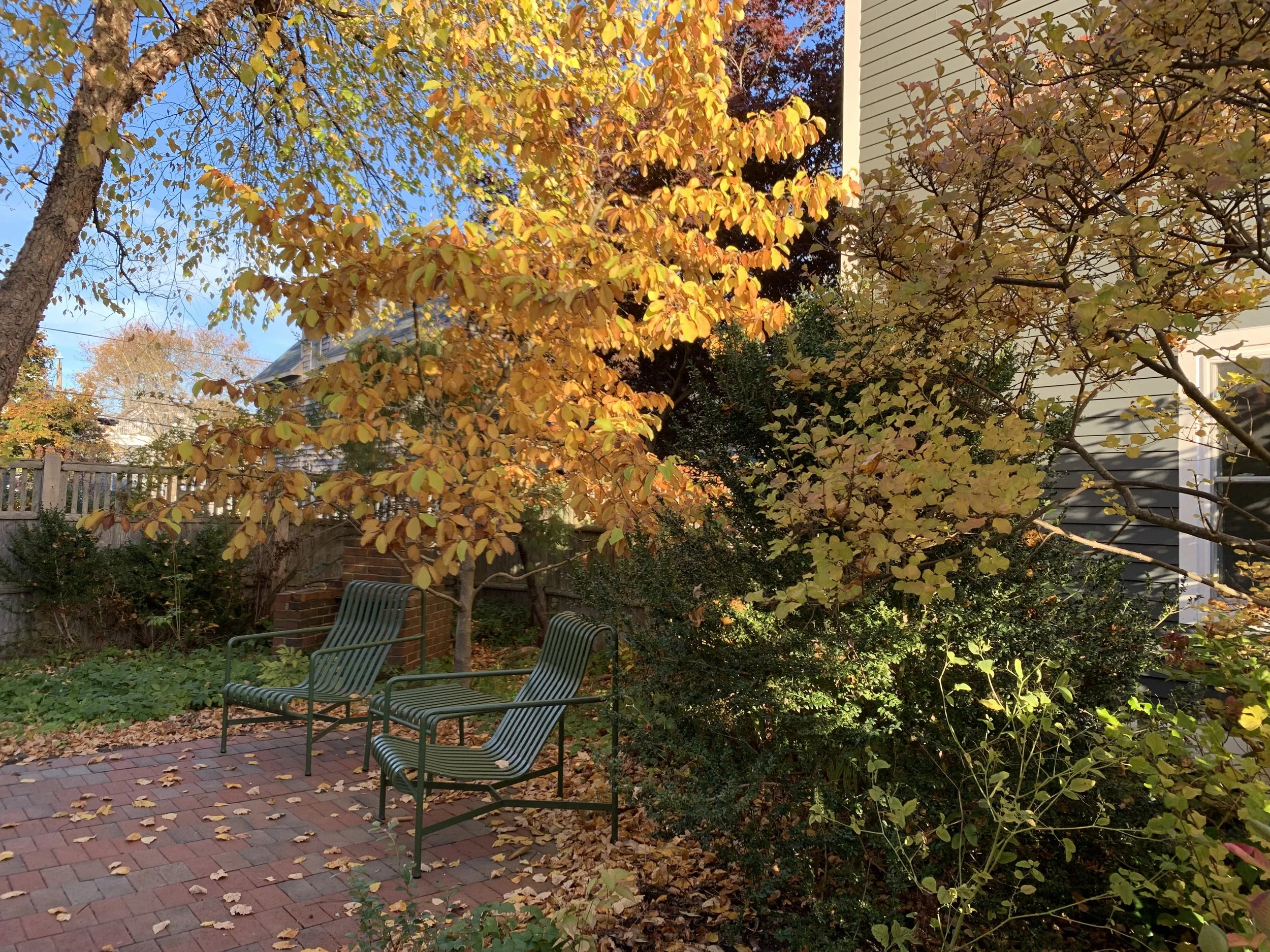 Urban residential garden with lush native plantings in fall, Portland, Maine.