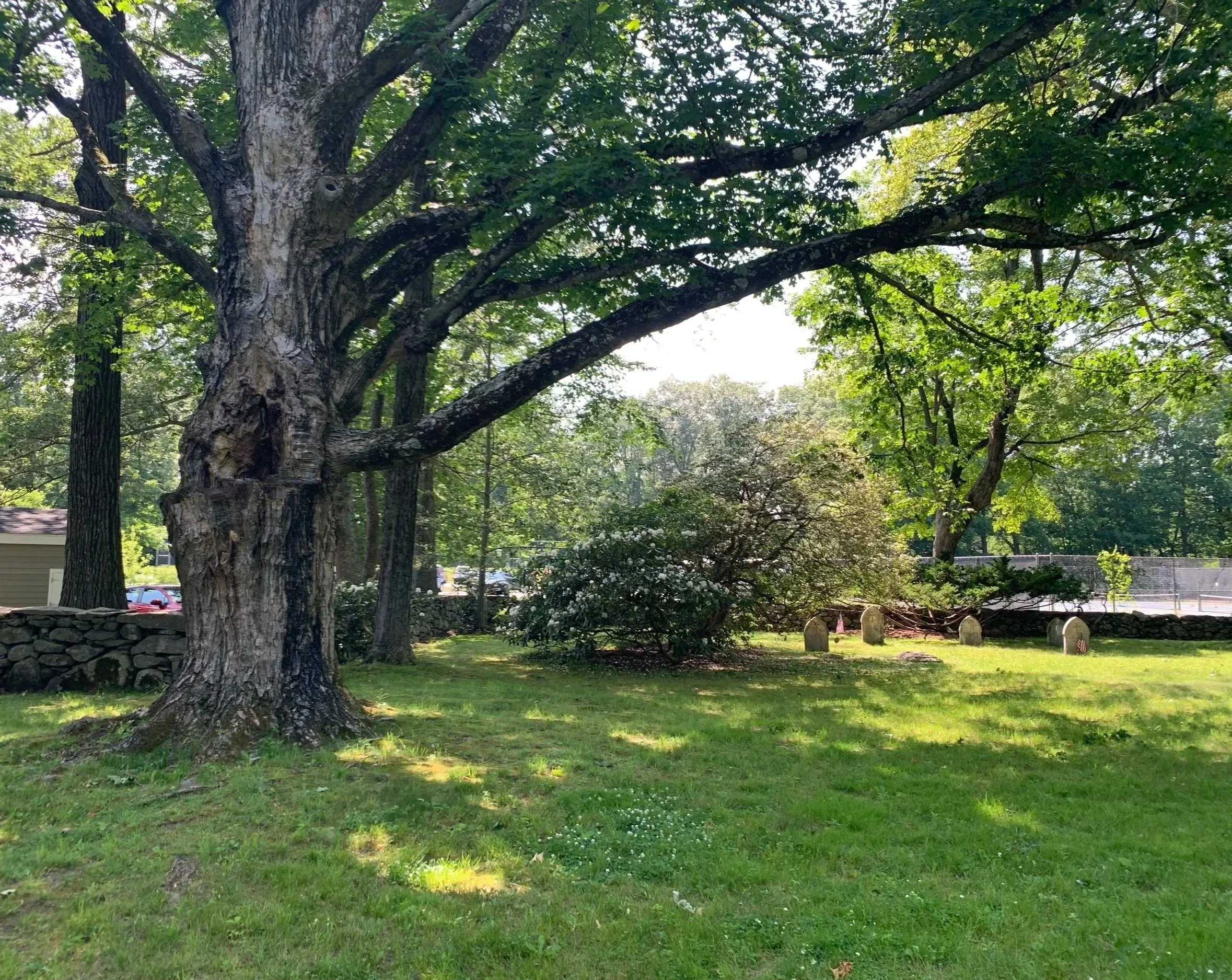 Majestic trees at family burial park in Massachusetts, late spring.