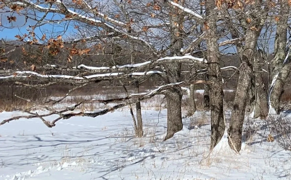 Maine oak grove in winter.