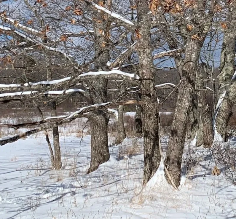 Maine oak grove in winter.