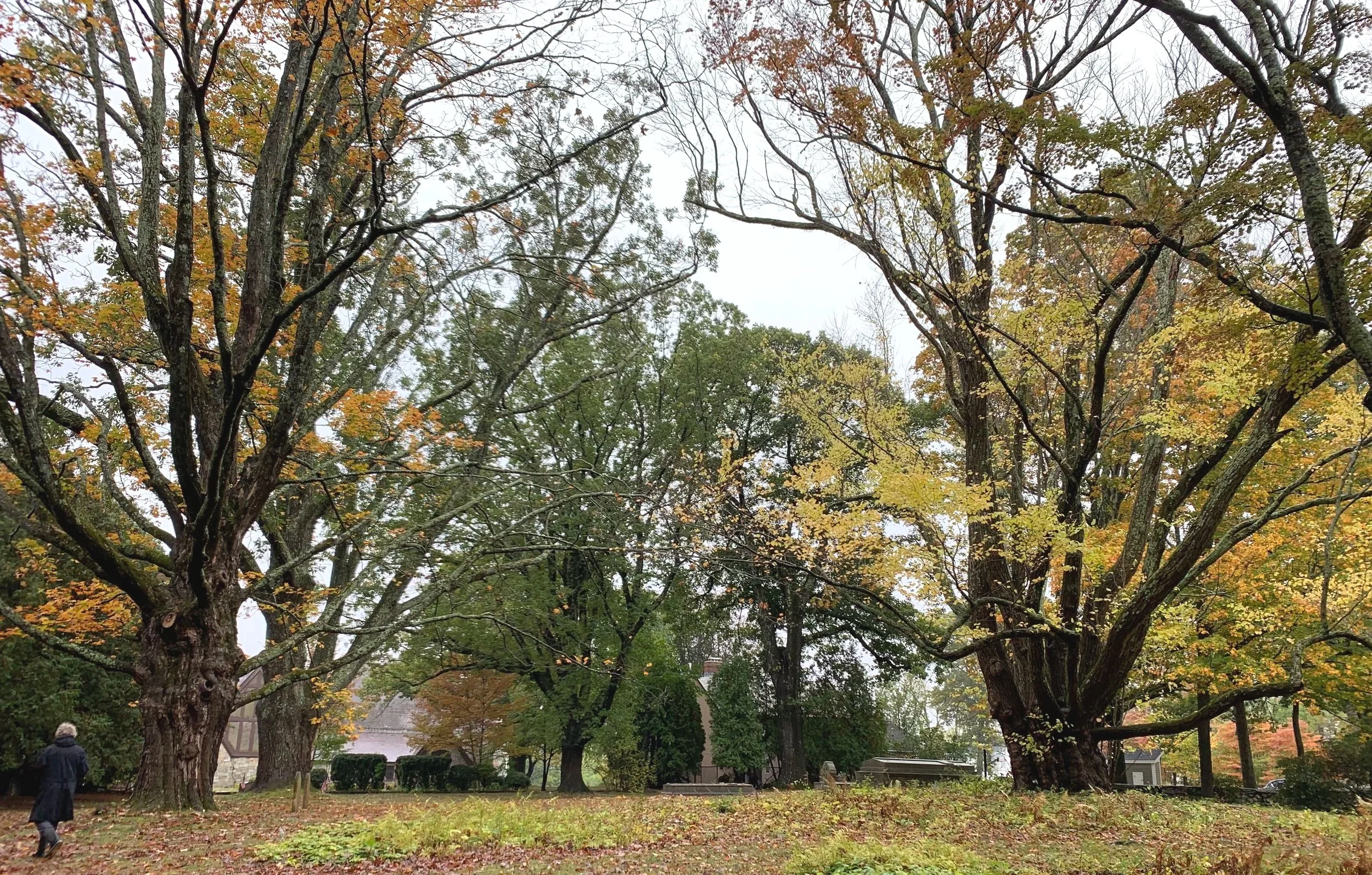 Majestic trees at family burial park, Massachusetts.