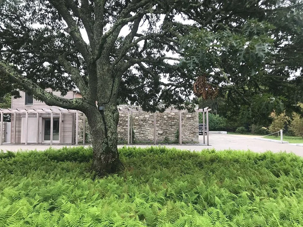 Entry court with majestic oak at coastal New England estate