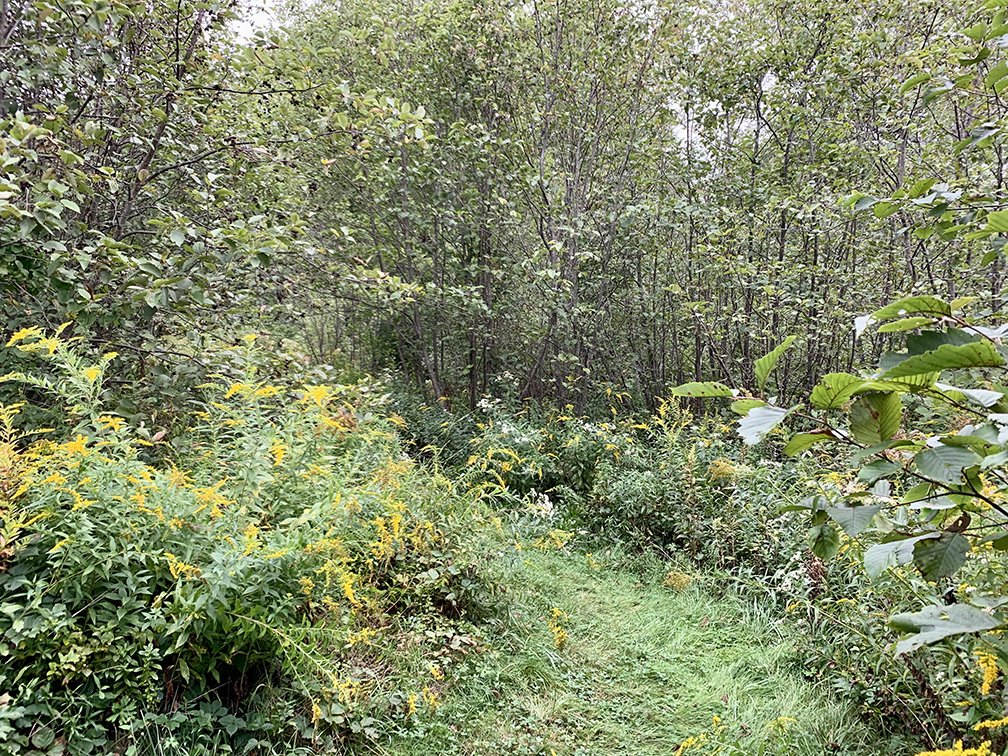 Mown path through alder thicket in Maine