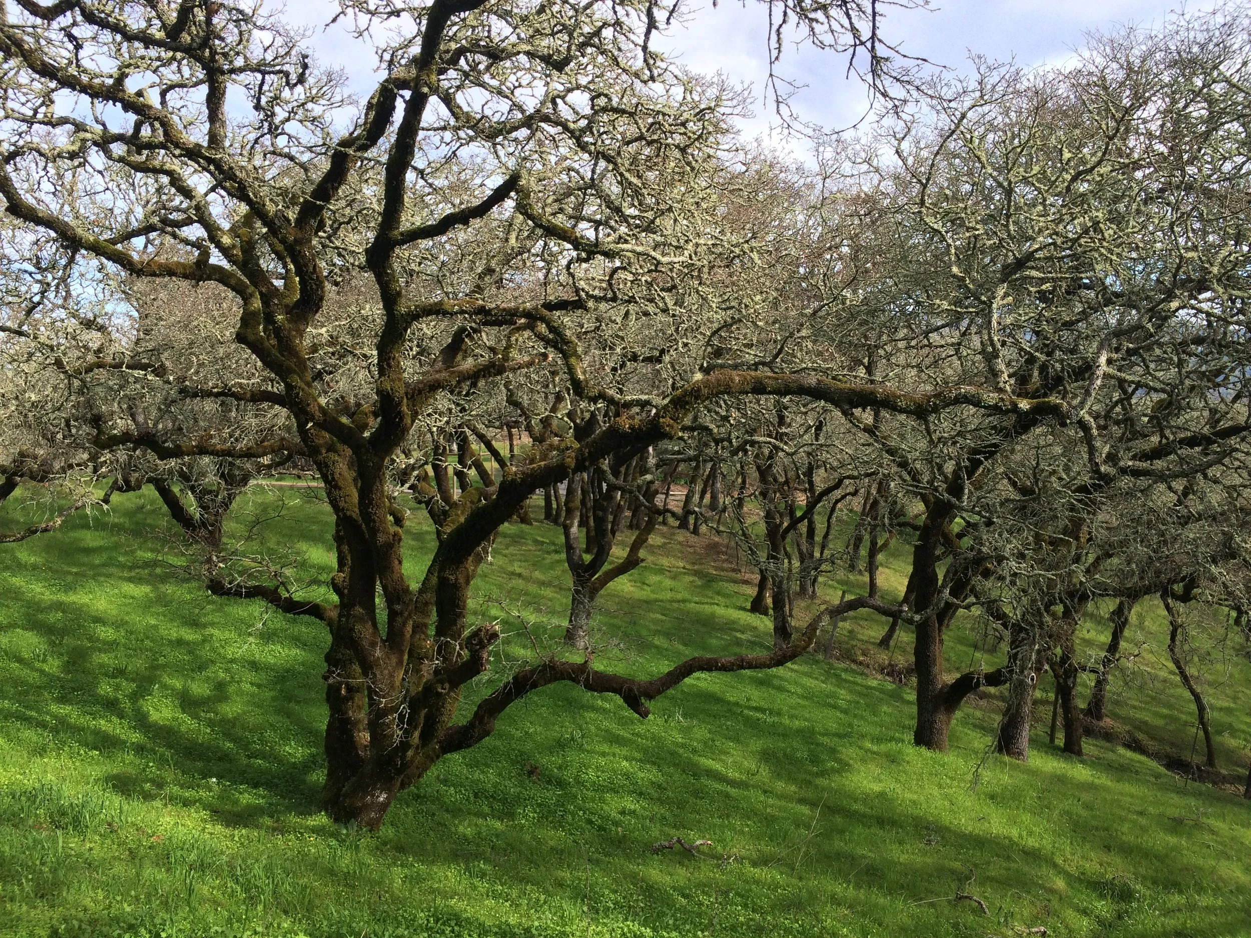 Native oak grove in early spring, Sonoma, CA