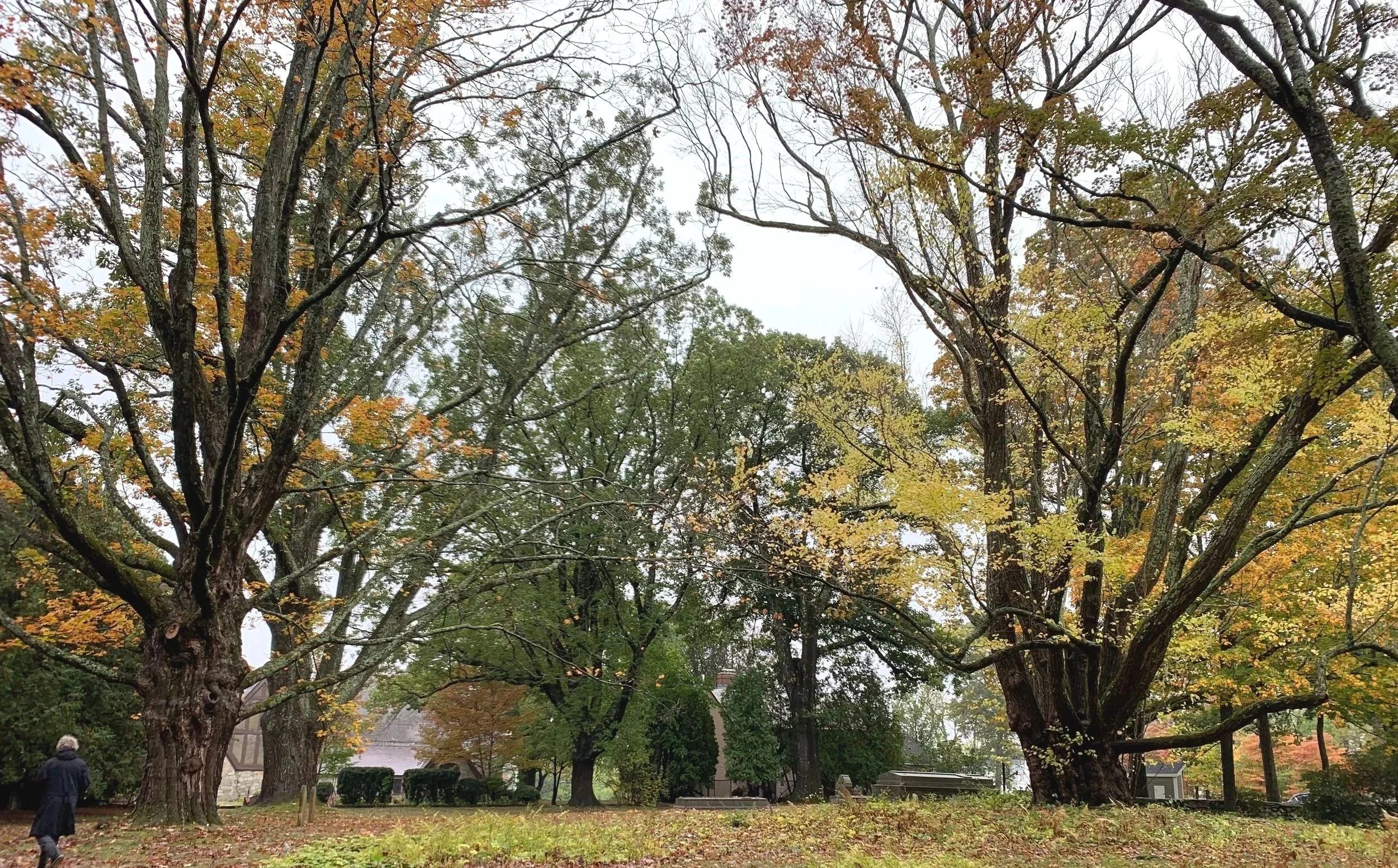Majestic trees at family burial park in Massachusetts, fall.