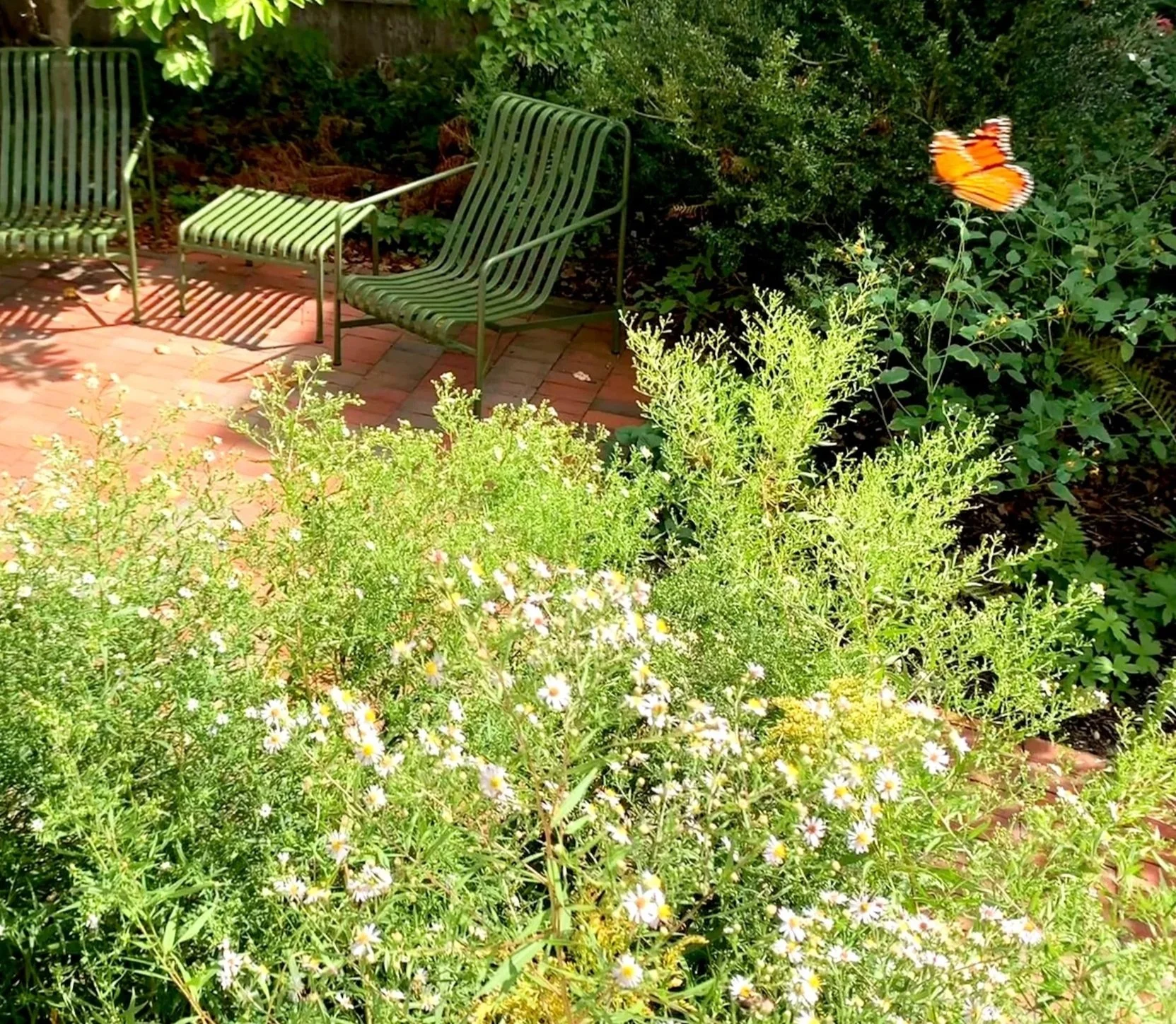 Urban residential pollinator garden in Portland, Maine with lush native plantings and butterfly.