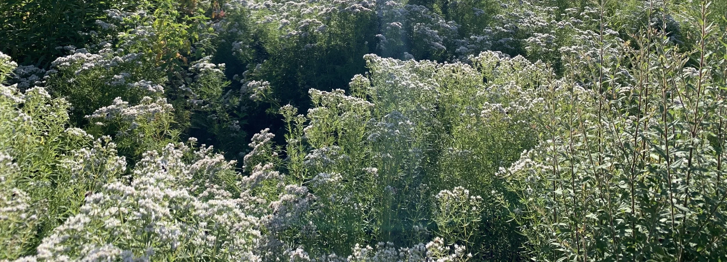 Native meadow planting in southern Maine.
