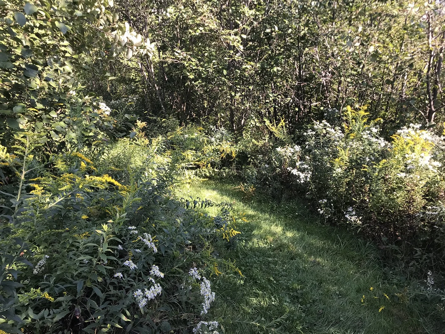 Path through meadow thicket in Maine in late summer.