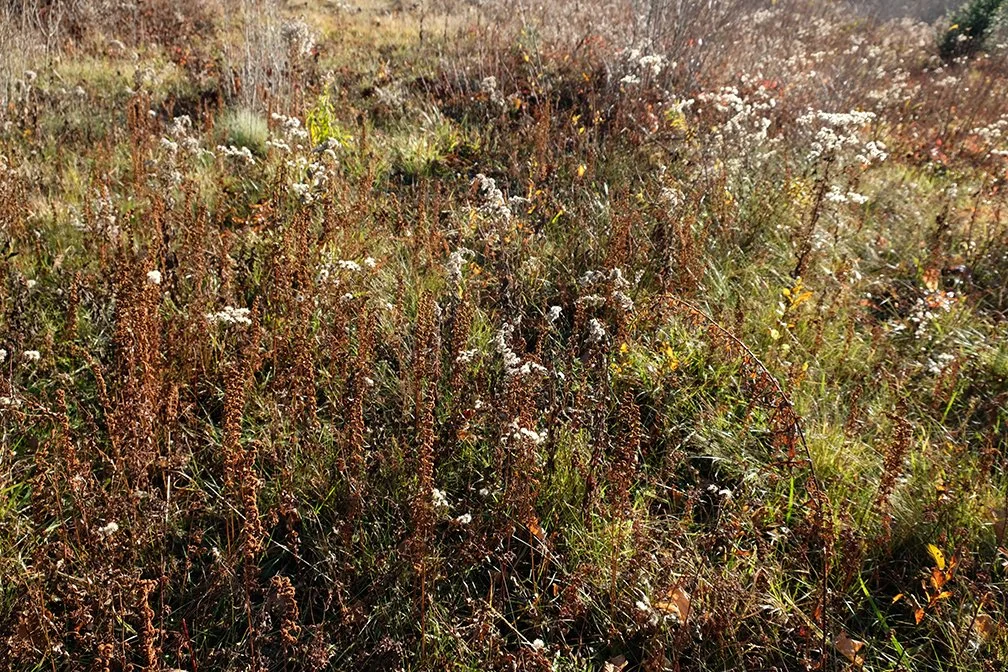 Fall wild meadow in Maine