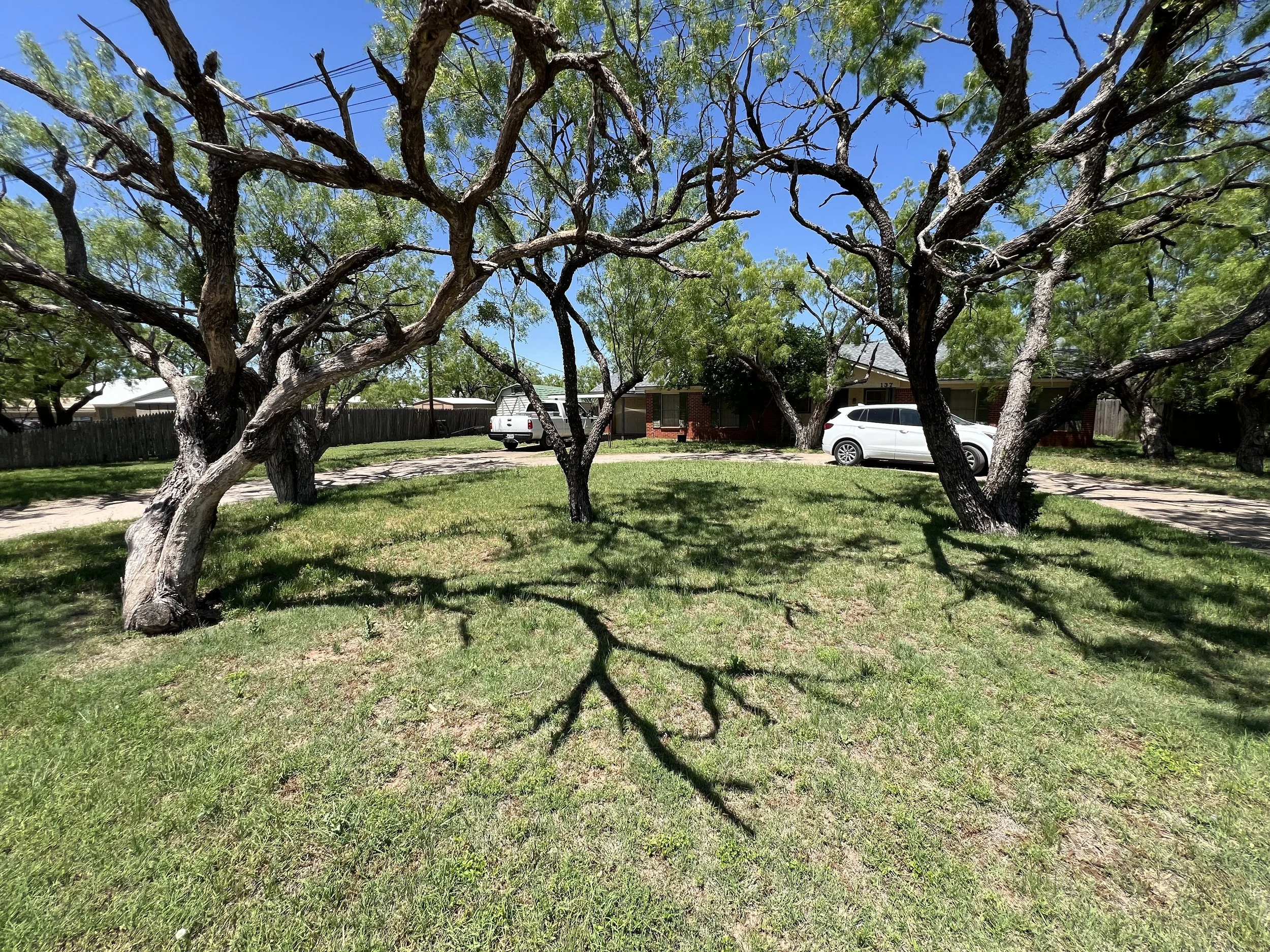 A yard with three large trees creating shade, a brick house in the background, and two white vehicles parked in the driveway on a sunny day with a clear blue sky.