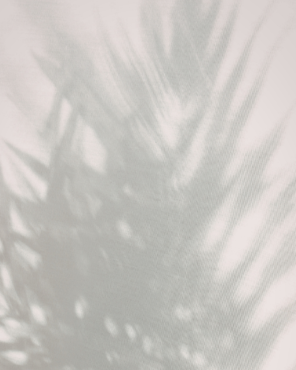 Shadow of a plant with long leaves projected onto a light-colored surface.