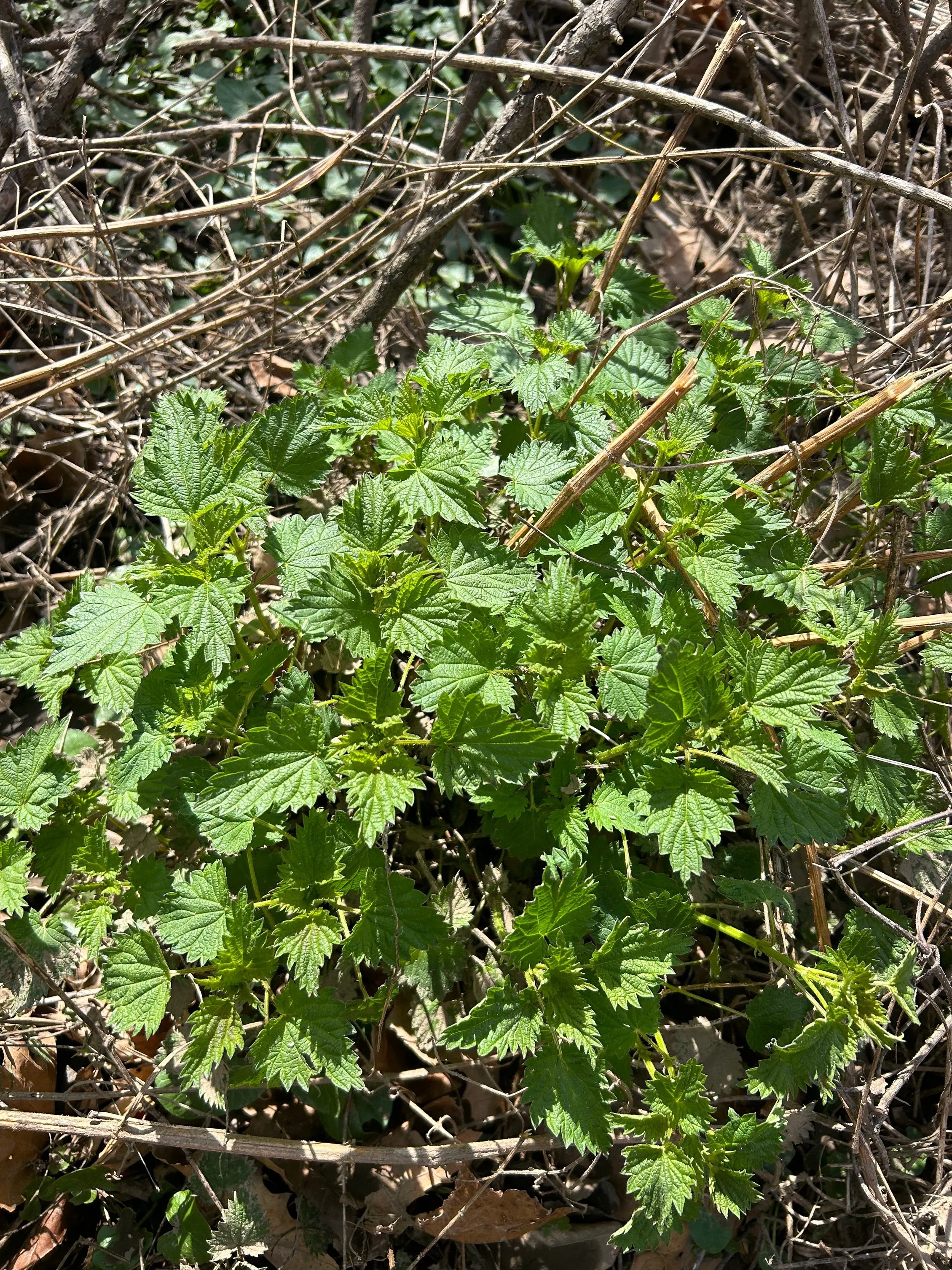 sickness, healing, reciprocity, stinging nettles, &amp; me