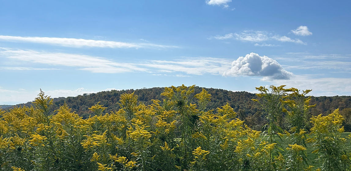 transitioning with the seasons: autumnal updates