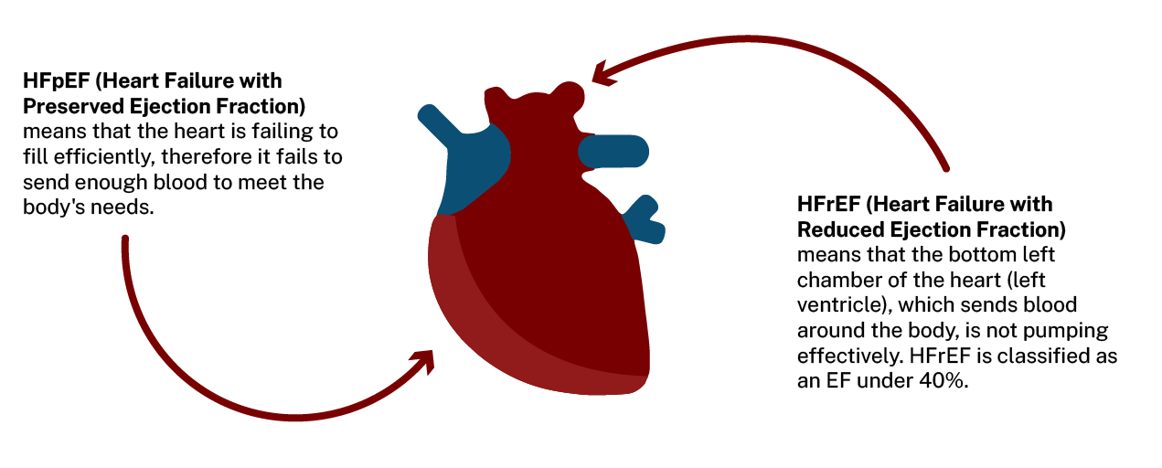 Illustration of a heart with the following text:  HFpEF (Heart Failure with Preserved Ejection Fraction) means that the heart is failing to fill efficiently, therefore it fails to send enough blood to meet the body’s needs.