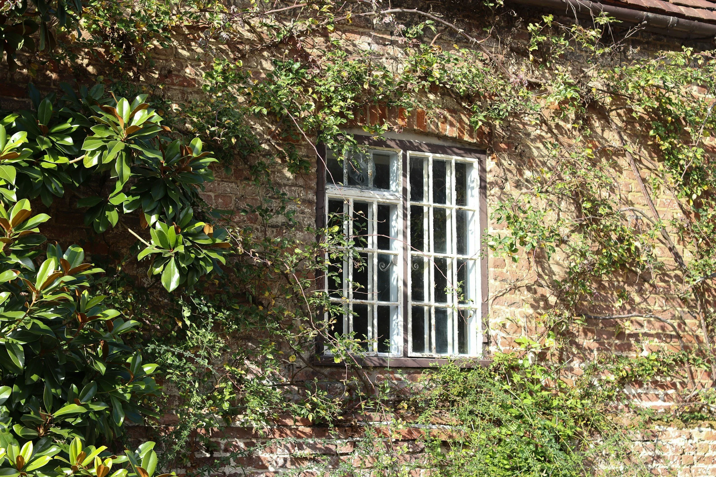 Ivy grows around a white cottage window set in a brick wall.