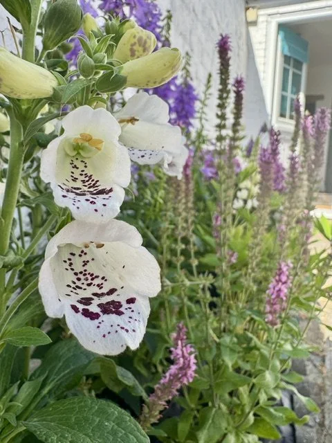 White foxgloves bloom among purple and pink flowers in the garden.