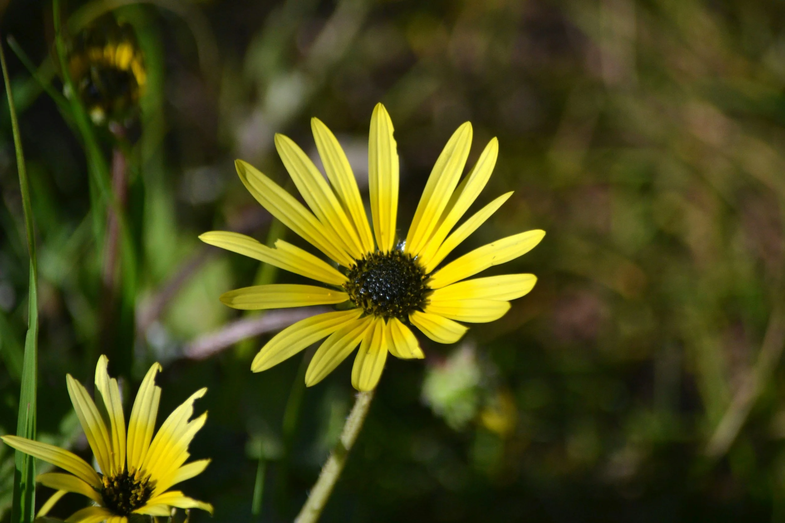 native wildflower garden