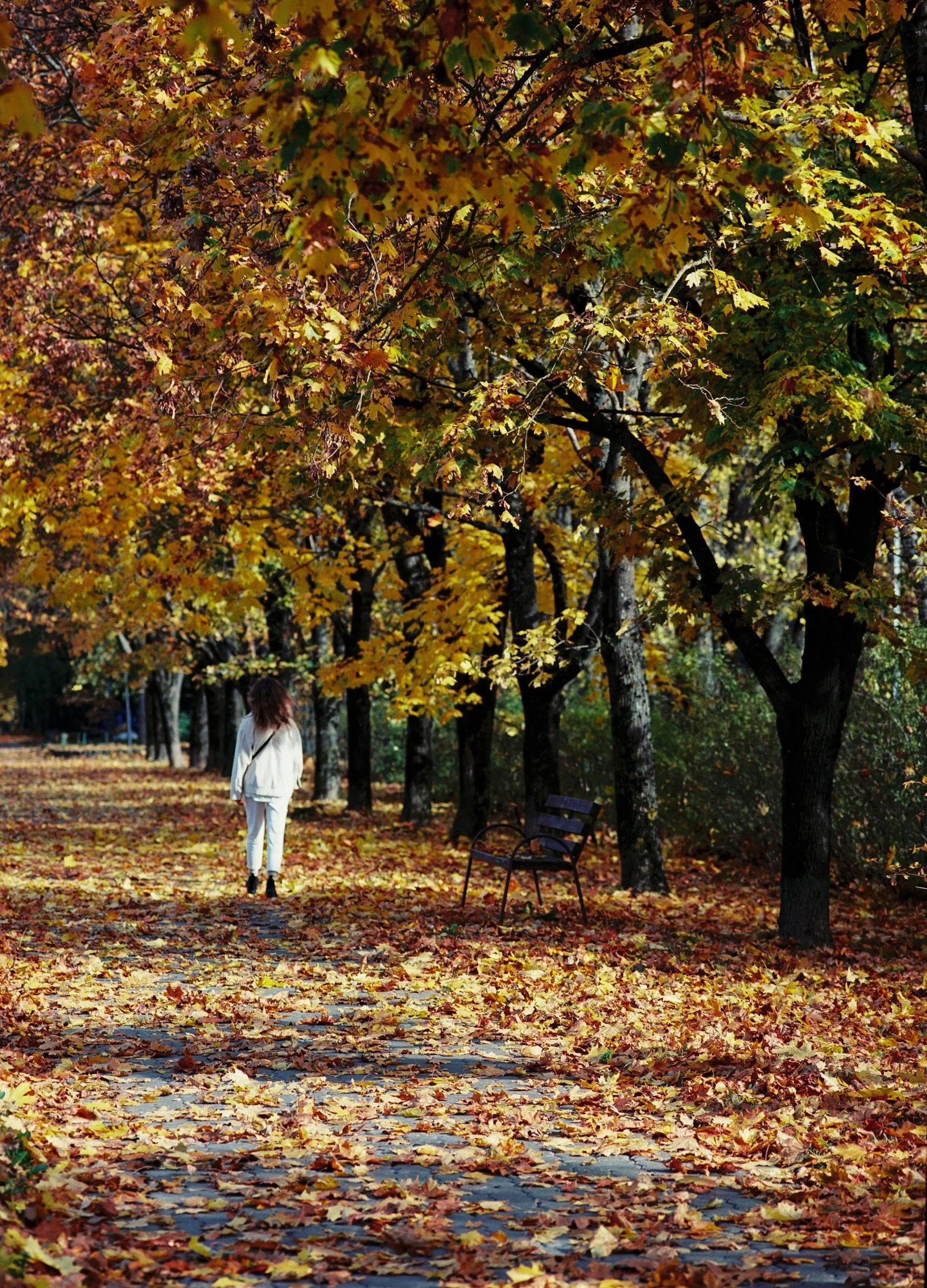 A woman walking along a leaf-covered pathway in a park during autumn, with trees with yellow and orange leaves on either side and an empty bench nearby.