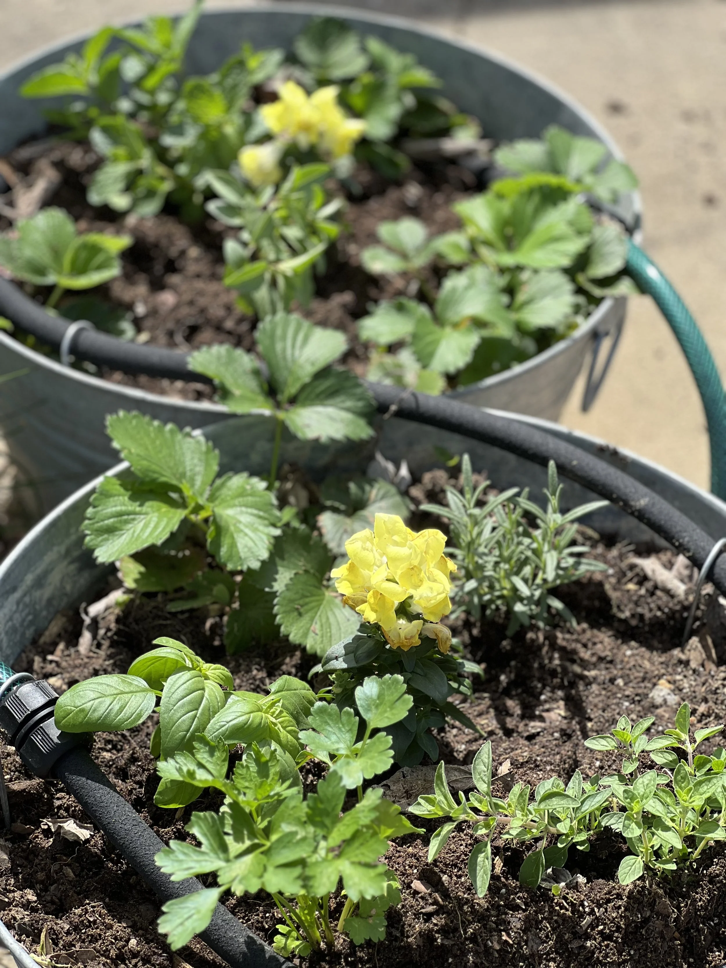 A $65 Herb Garden Should be the Start of your Garden Journey