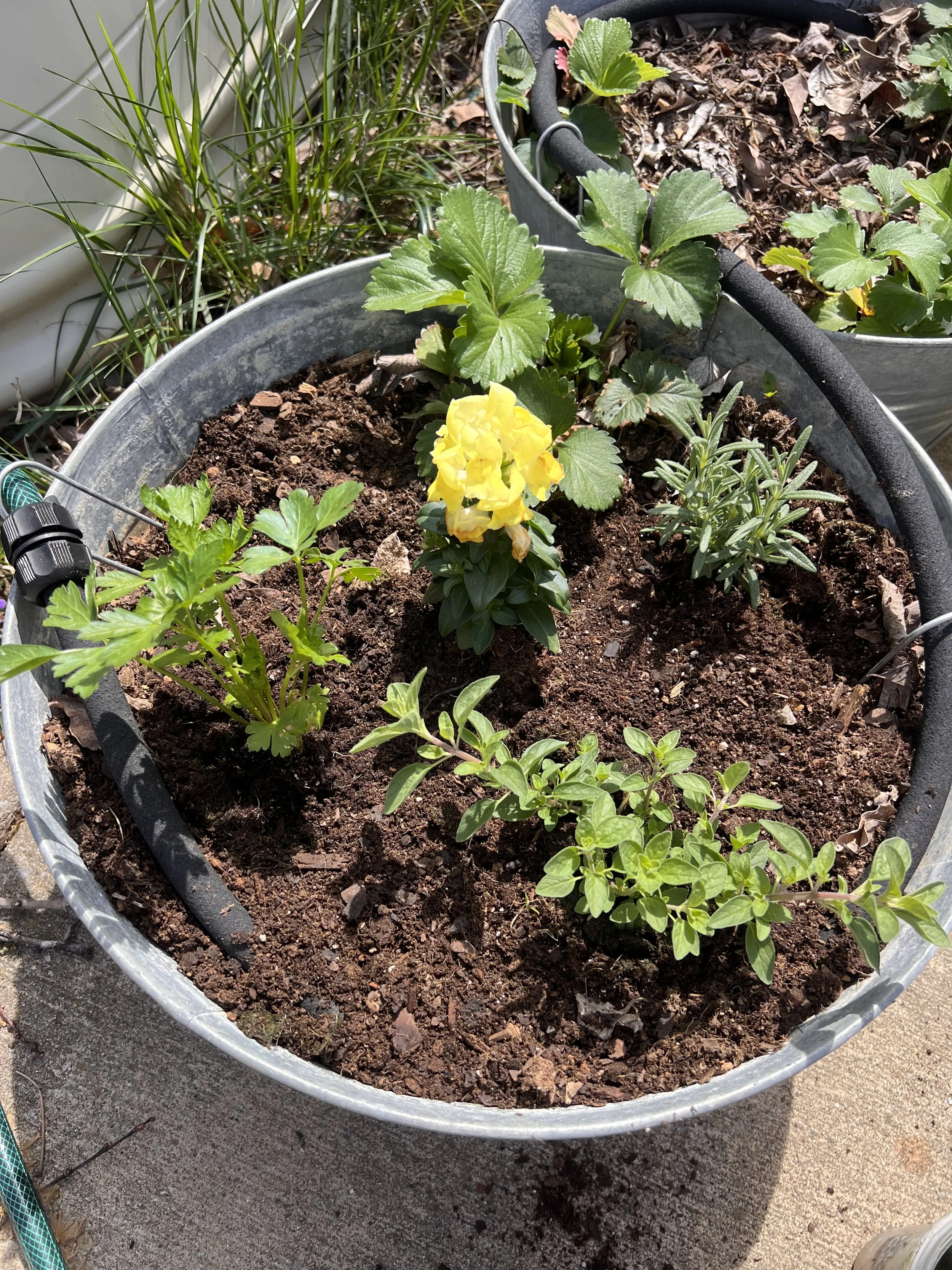 Planted tub close-up