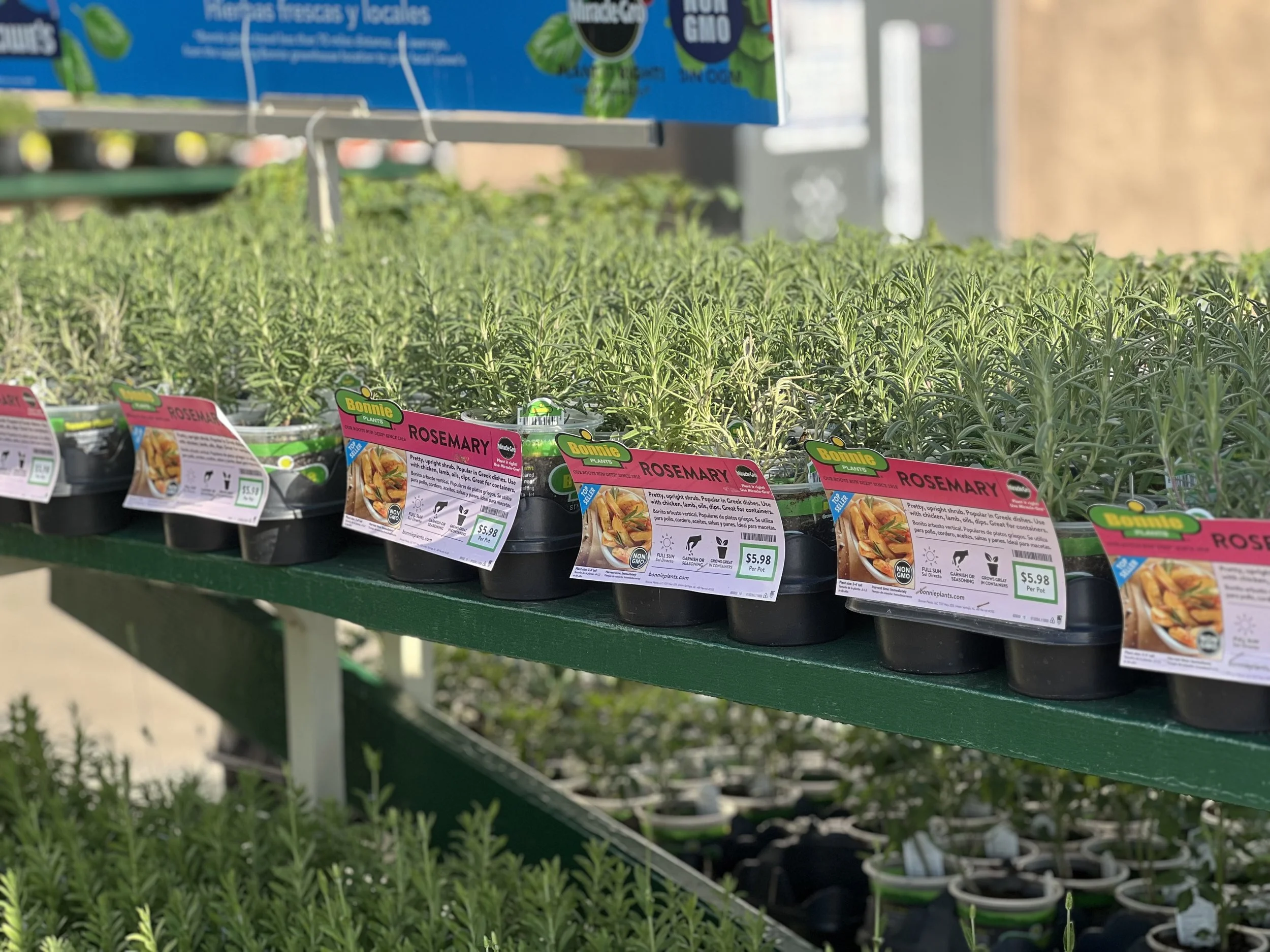Rosemary plants at nursery