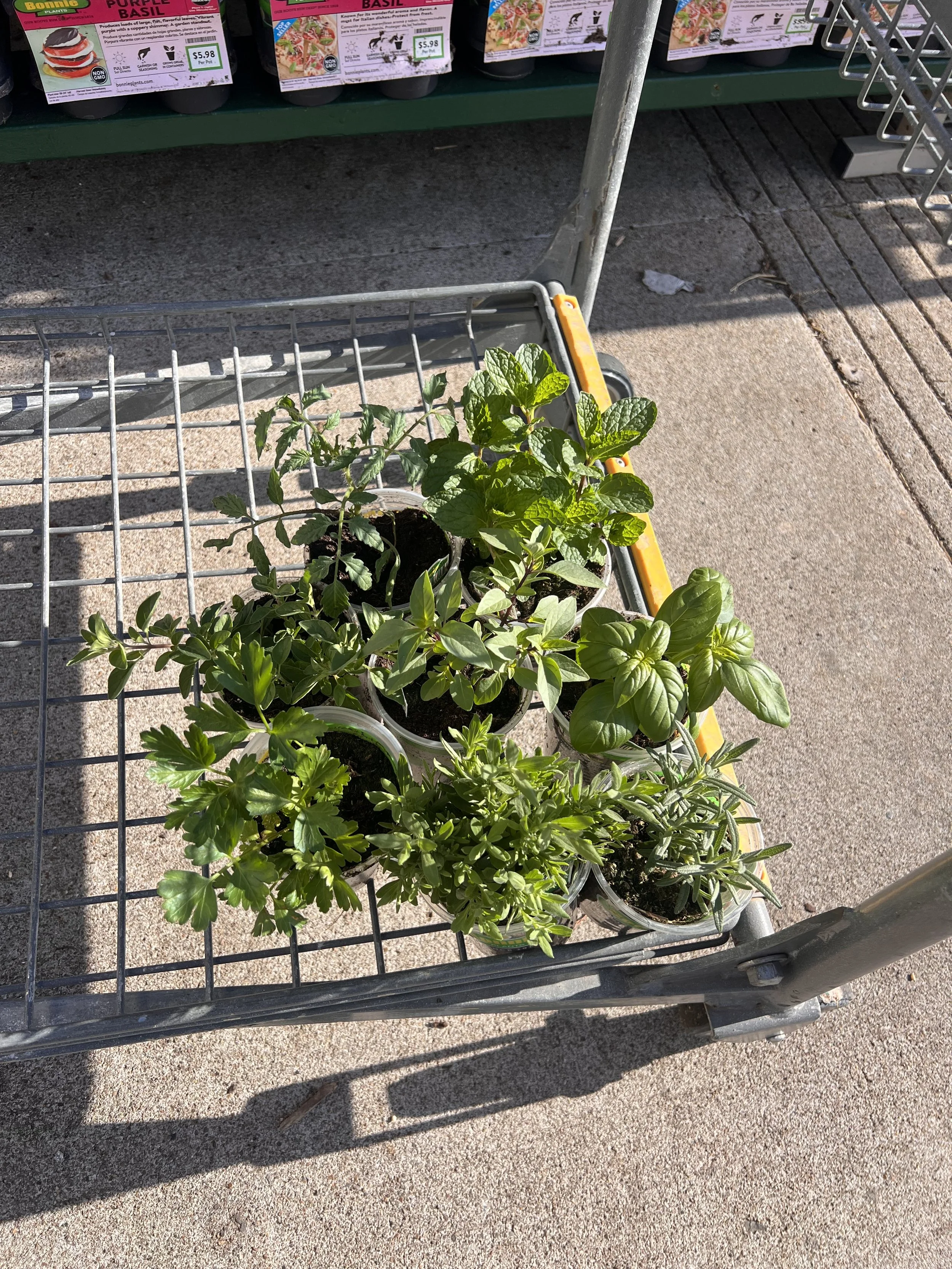 Herbs in cart at nursery