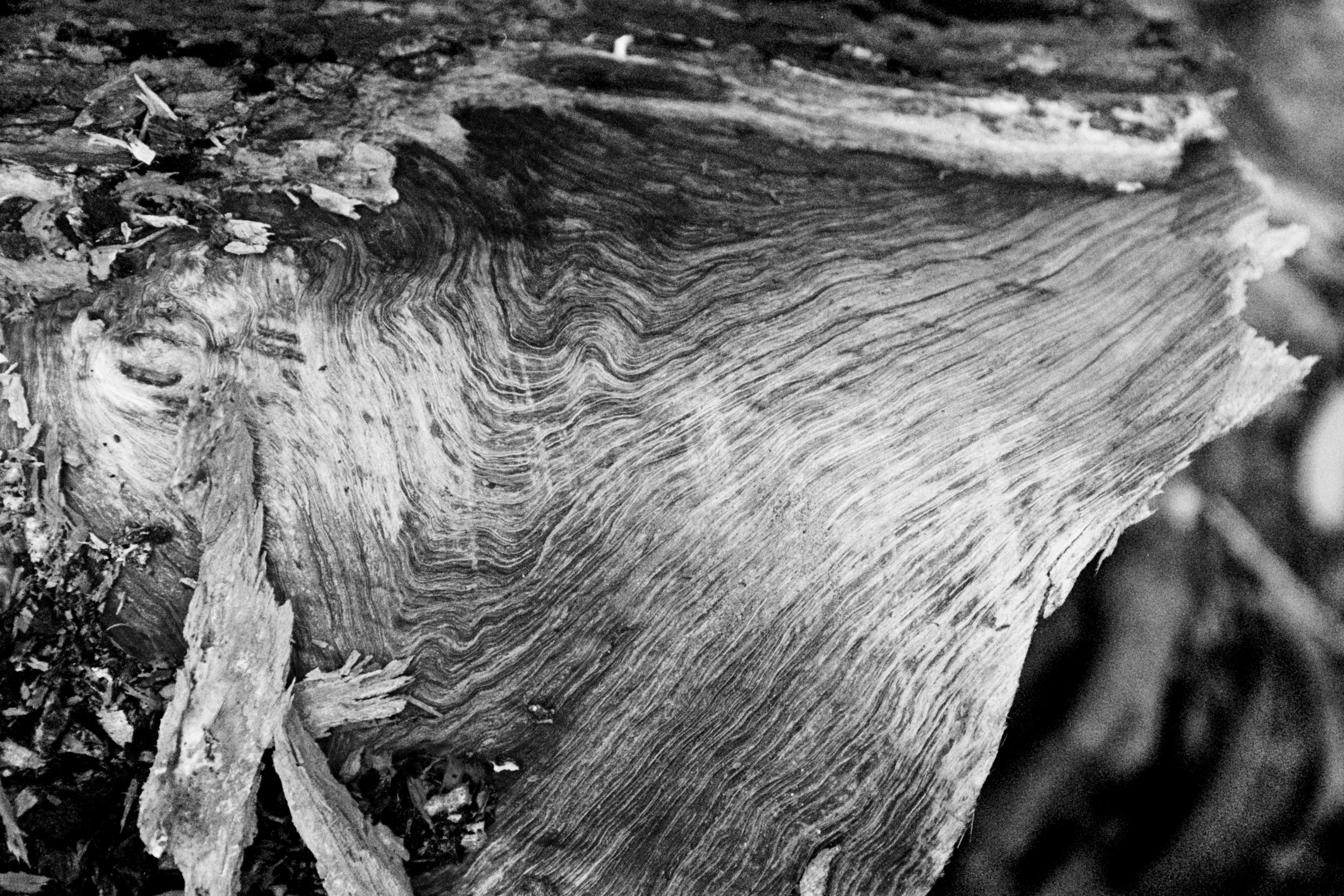 measured in leaves - 12.jpg