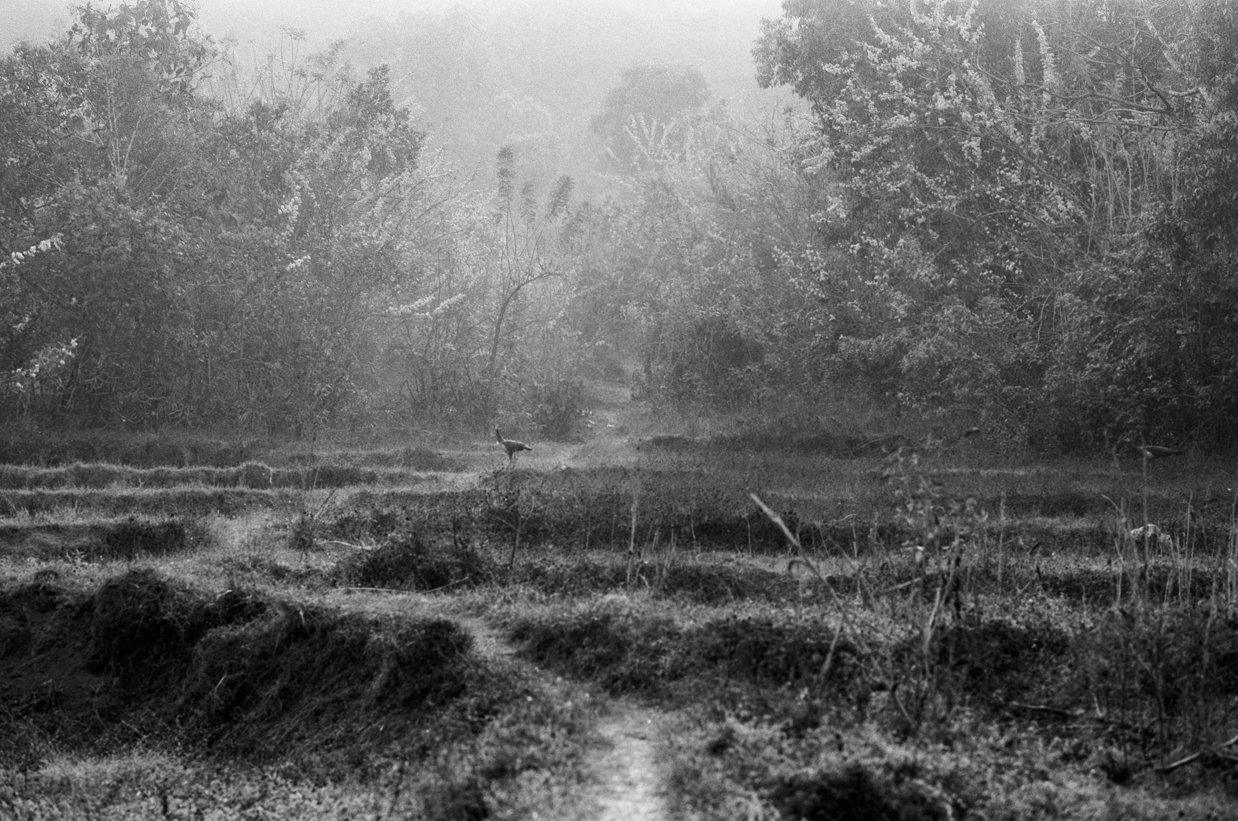 measured in leaves - 5.jpg