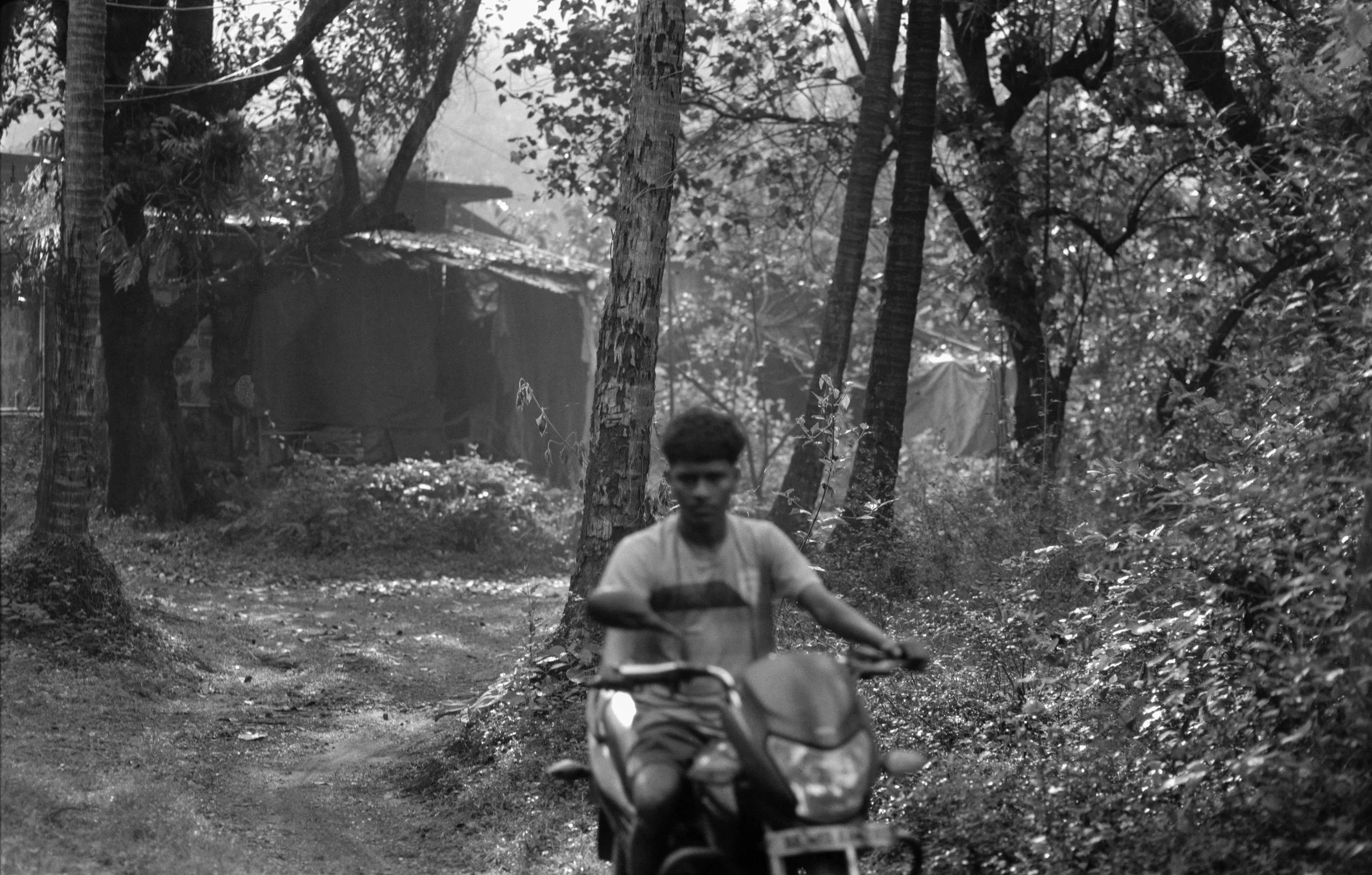 measured in leaves - 1.jpg