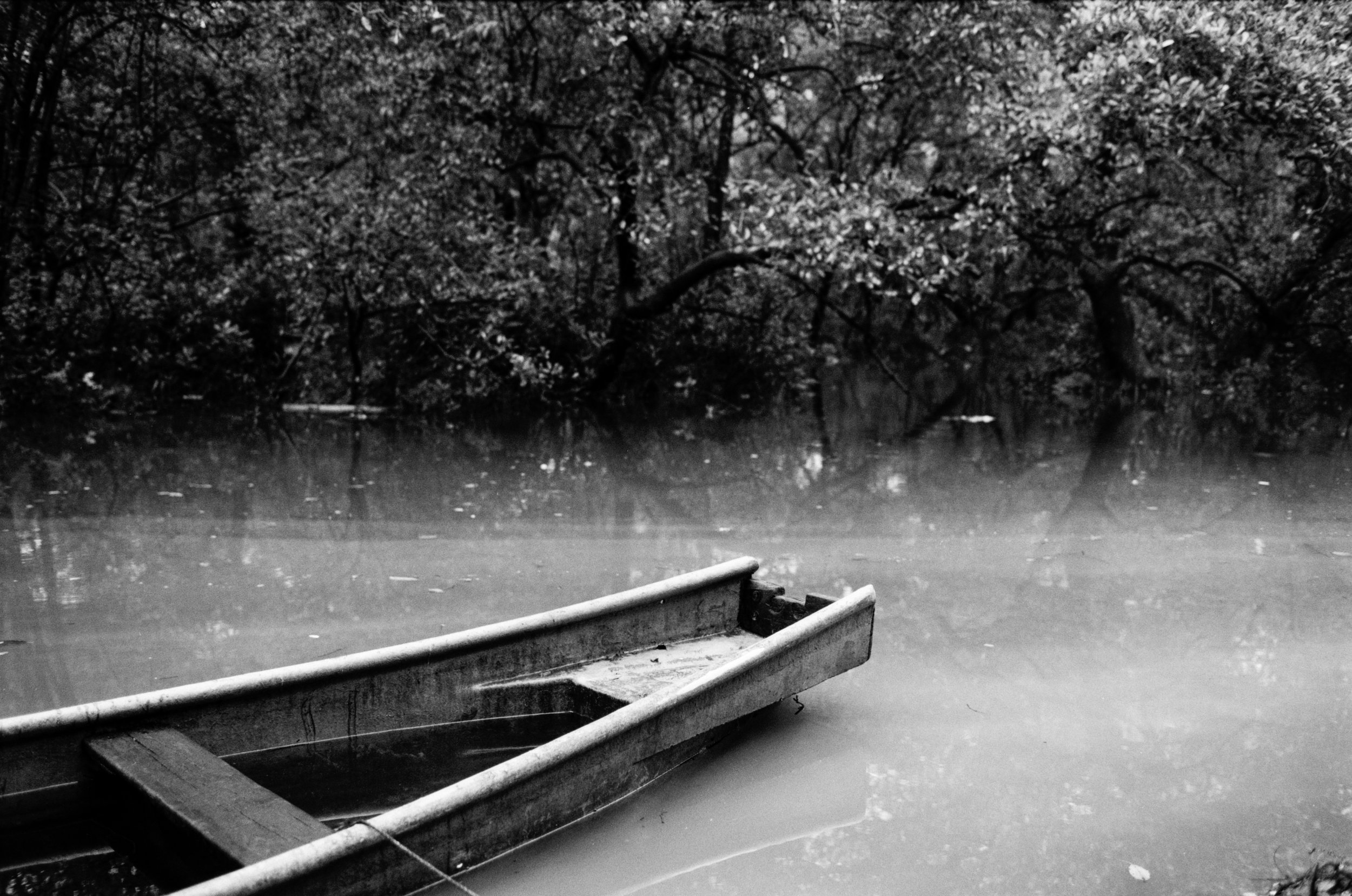 measured in leaves - 3.jpg