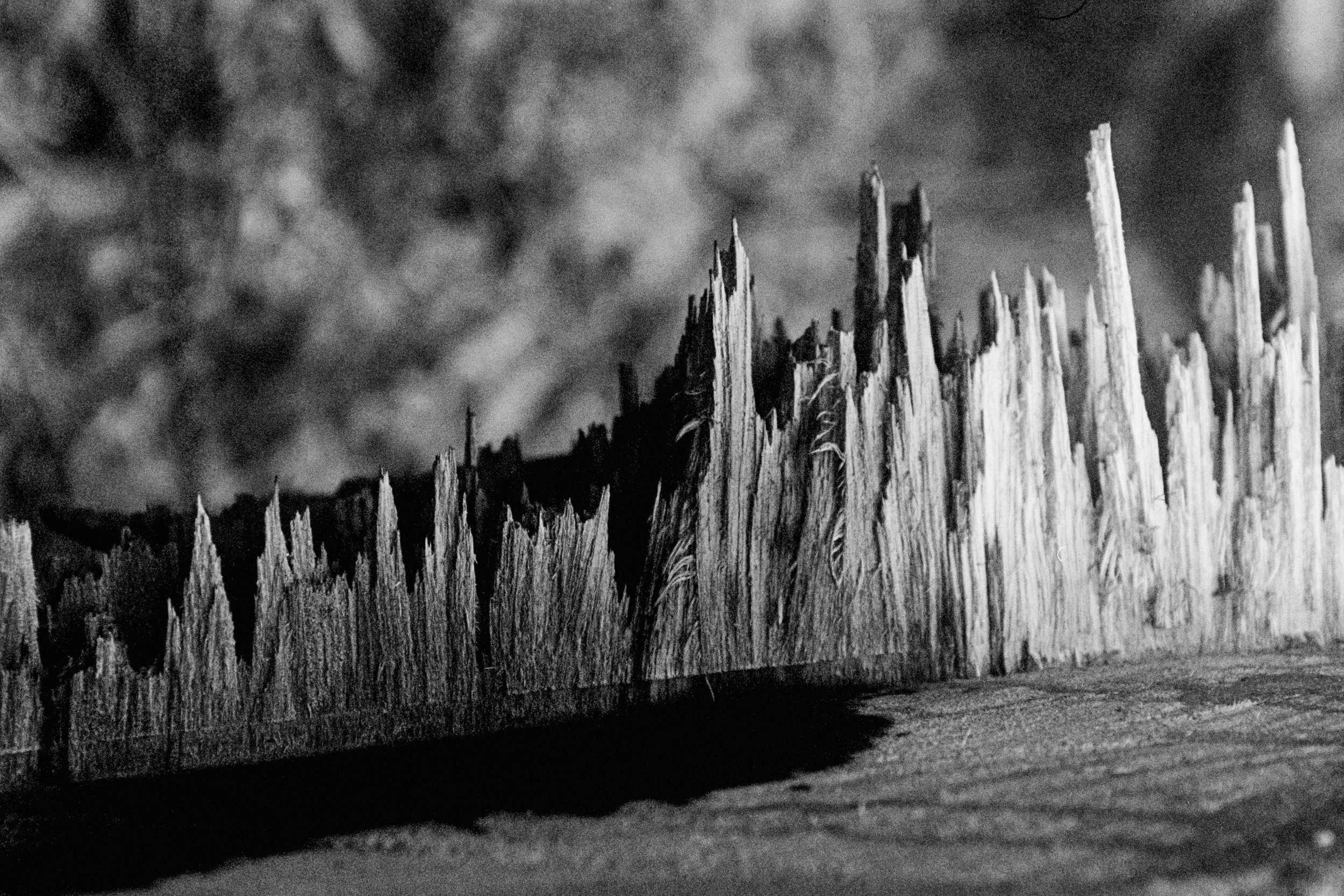 measured in leaves - 6.jpg