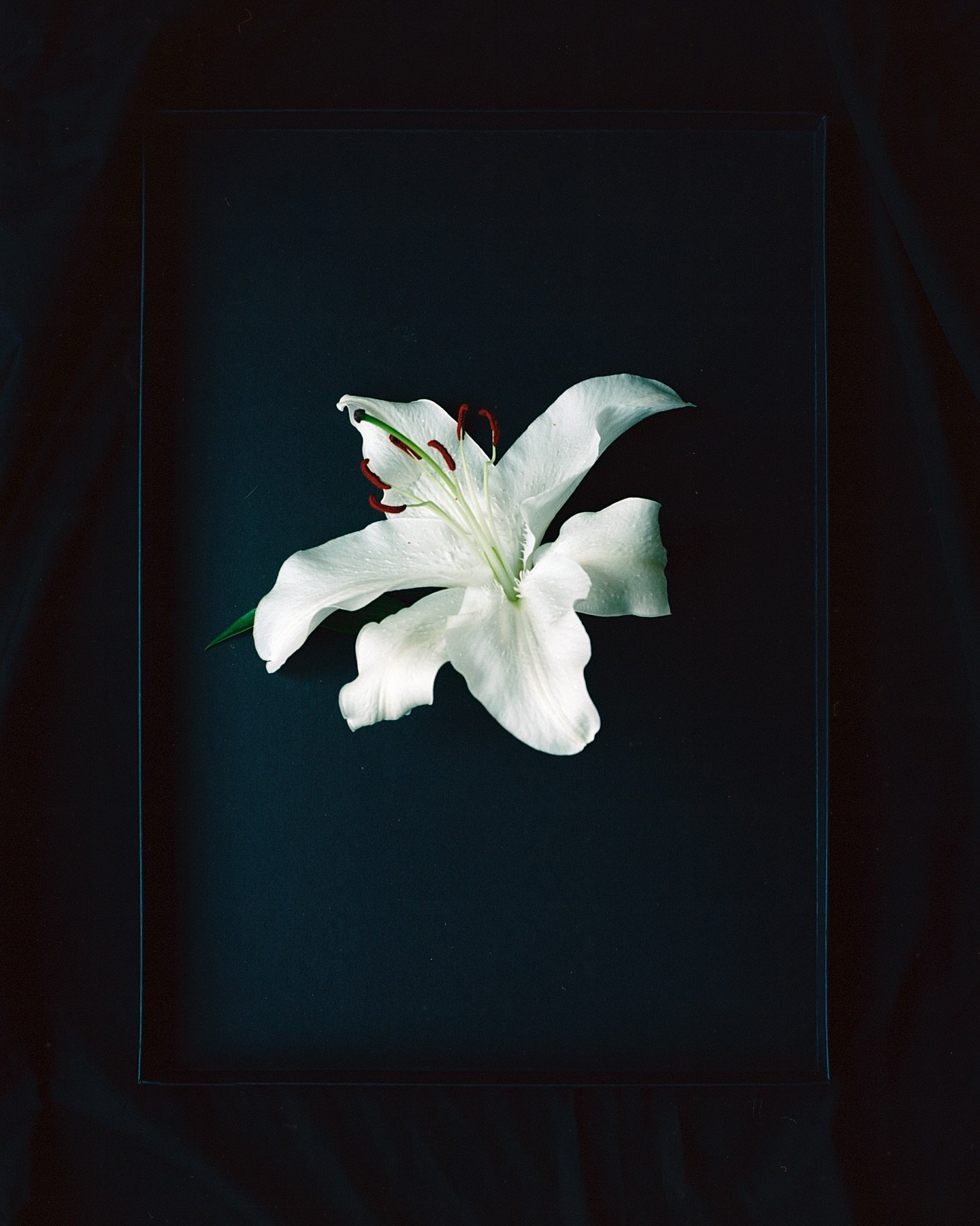 Flower project. 
The Lily. 

Photographed on film using Kodak Ektar 100
Mamiya 645 Pro TL + 80mm
Using natural light. 
Developed by the trusty hands at @analoguewonderland 
Scanned at home 
Tweaked in LR. 

#mamiya645 #kodak #kodakektar100 #analog #a
