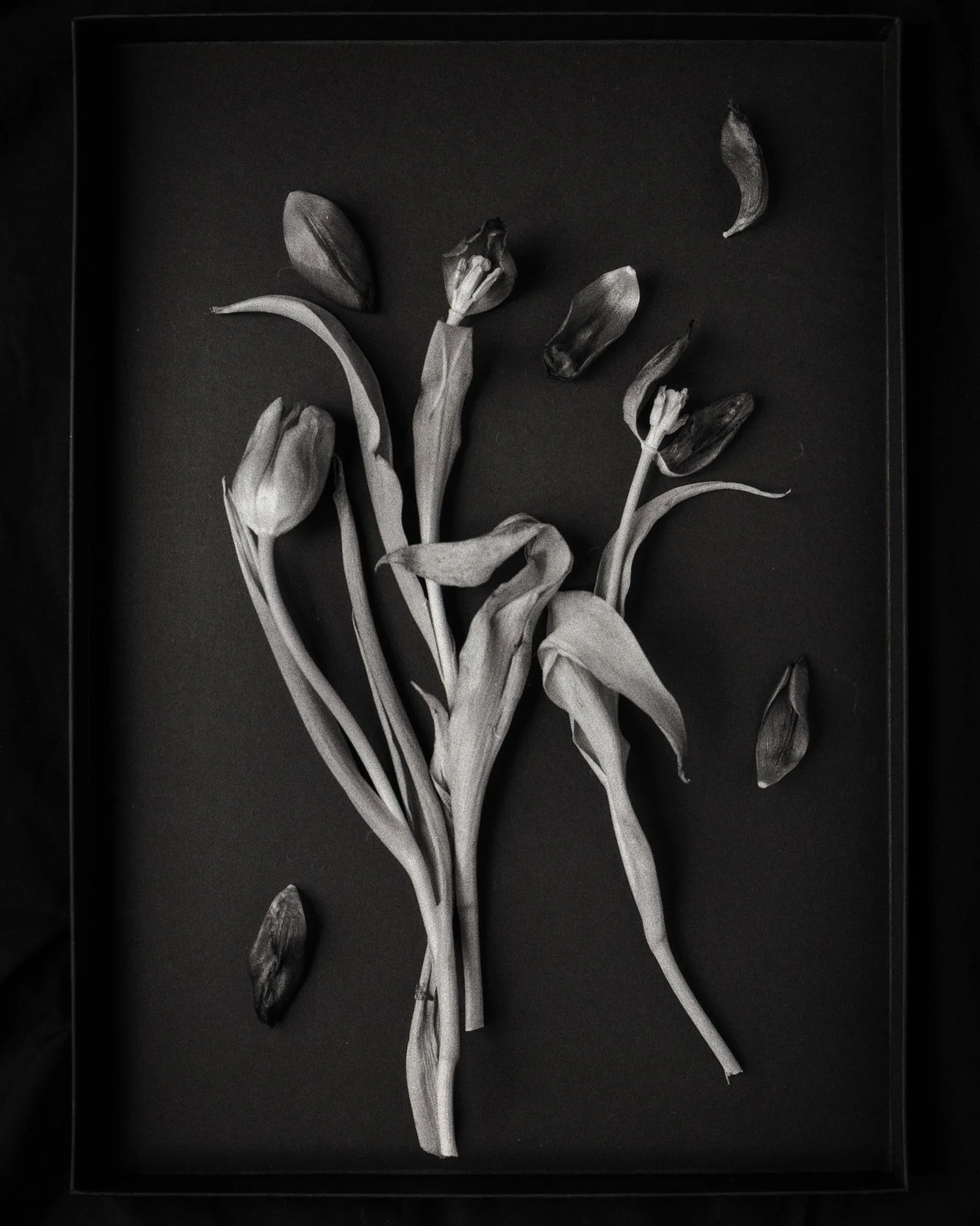 A couple more medium format photographs of tulips and daffodils. 
Photographed using natural light with reflector on the LHS. 

Camera used a Mamiya 645 Pro tl. 
Kentmere 400 at box speed. 
Developed using Ilfotec DDX
Then scanned on Epson V850. 

@i