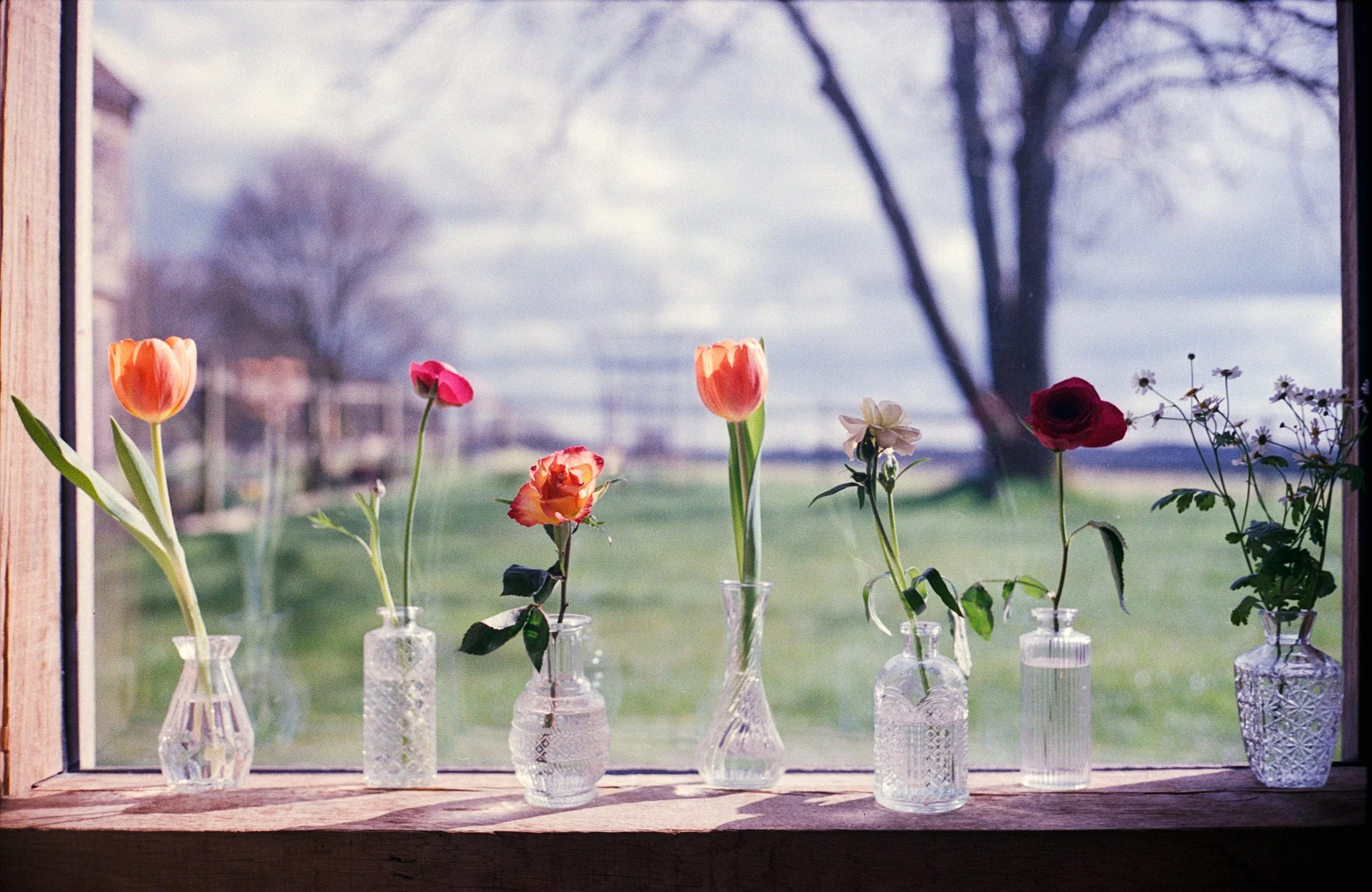 Seven small glass vases with colorful flowers on a wooden window sill, with a blurred outdoor landscape including a large tree and grass in the background.