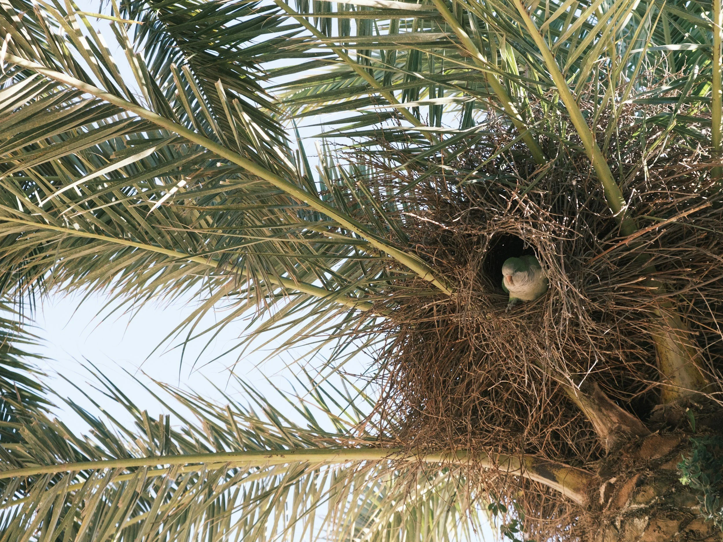 The image shows a bird's nest built among the branches of a palm tree, with a pigeon sitting inside it.