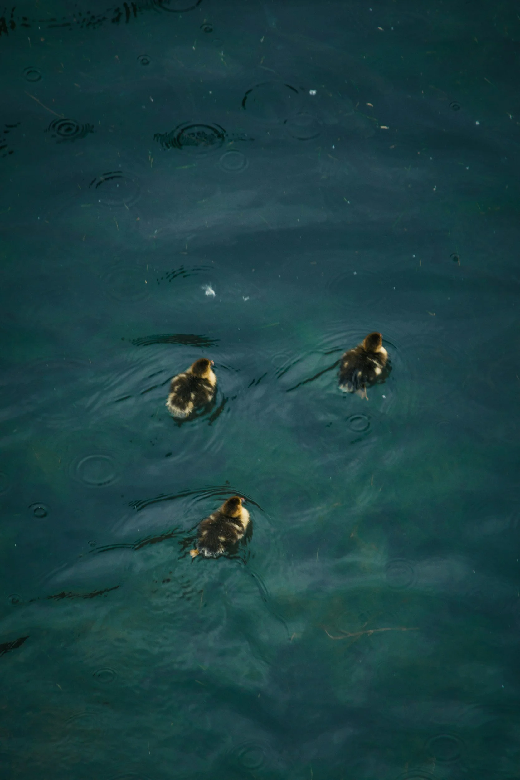 Three ducklings swimming in dark water with ripples and small floating debris.