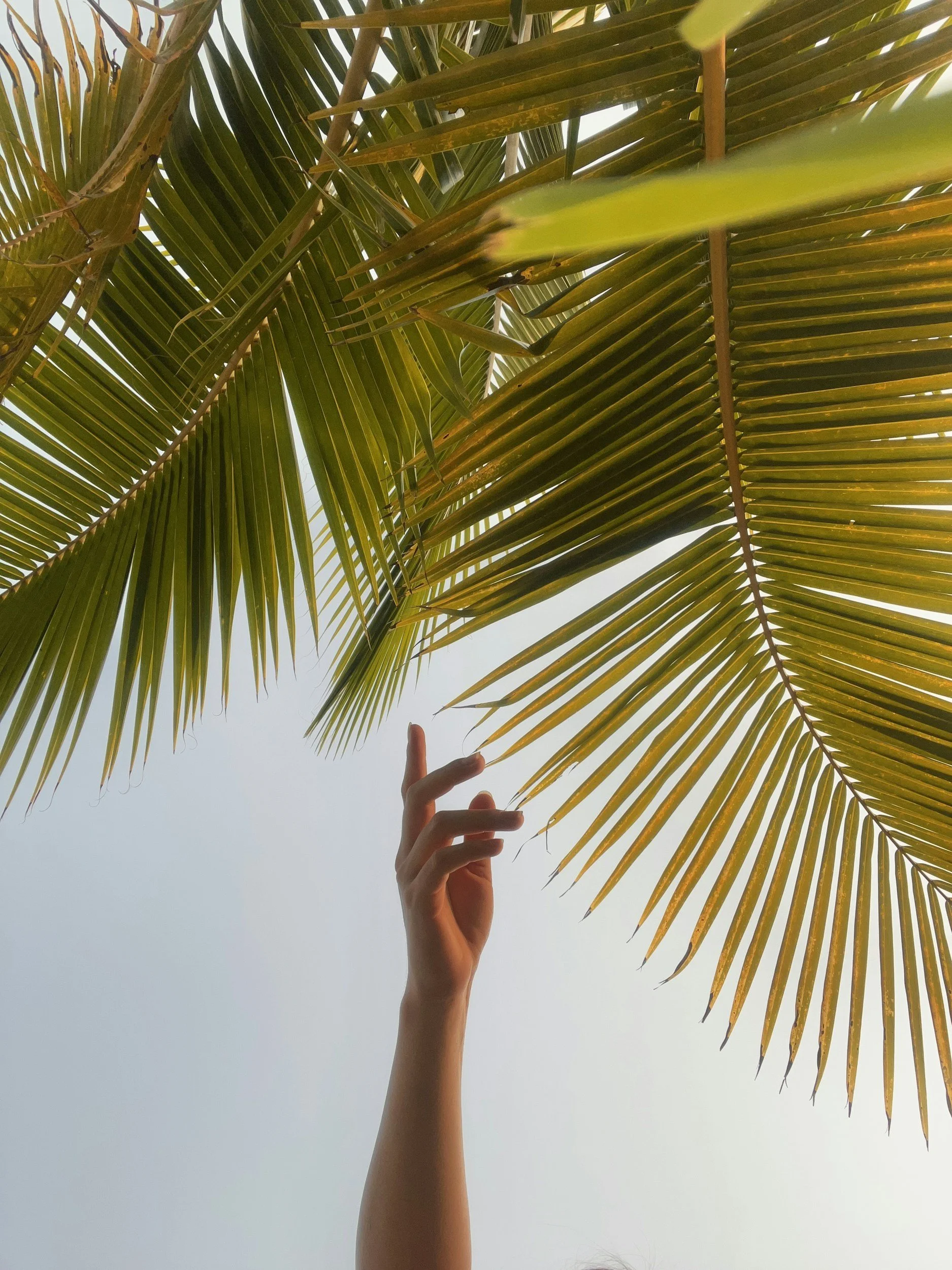 A person’s hand with fingers raised, reaching up towards large green palm leaves against a bright sky.