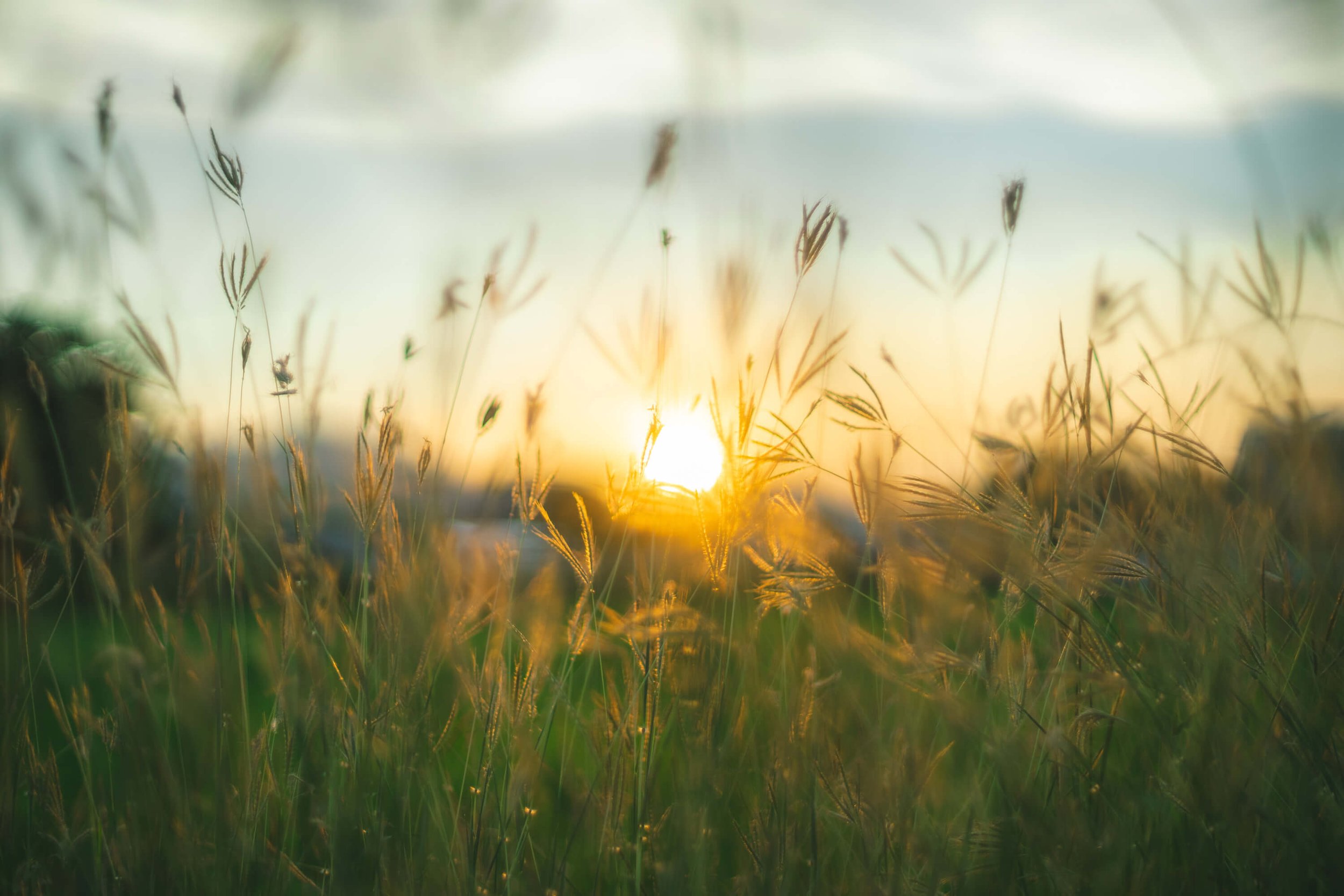 A field of tall grasses at sunset with a warm orange glow near the horizon and a soft, cloudy sky.