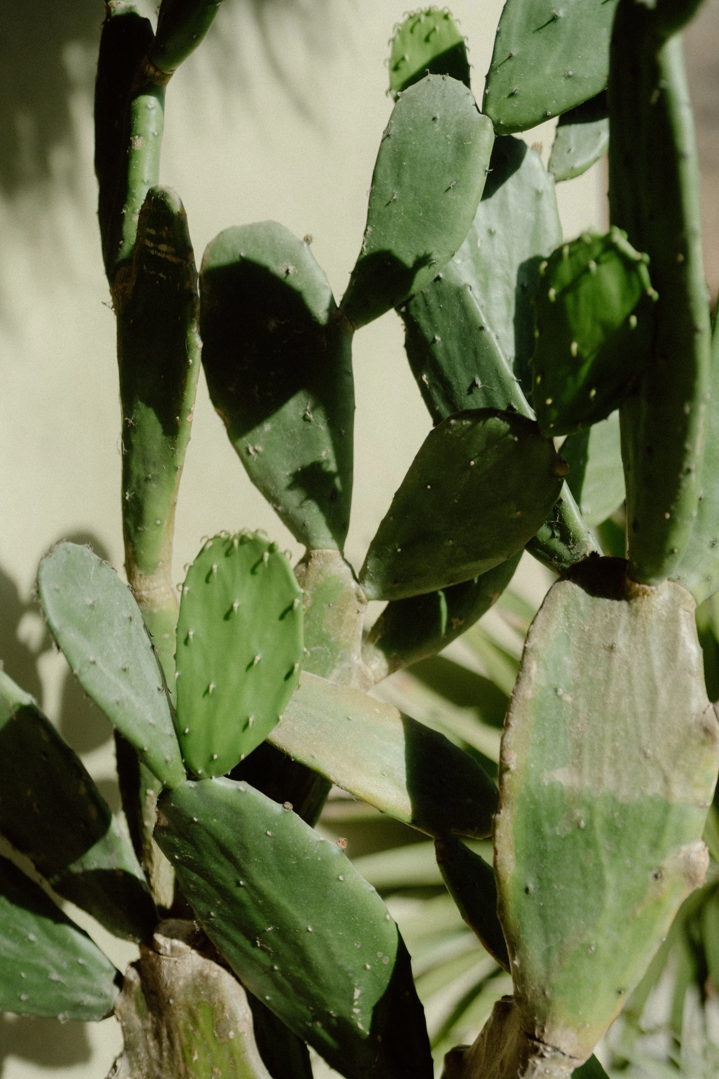 Close-up of green cactus plant with thick, flat pads and small spines in Tulum, Mexico.