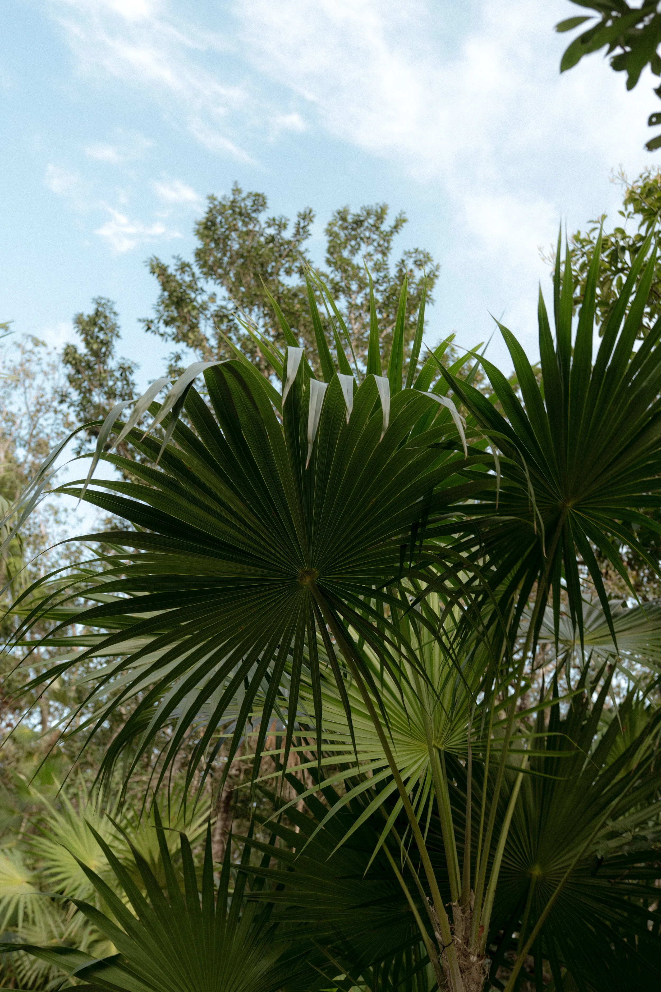 Green palm leaves with a clear blue sky and some trees in the background in Tulum, Mexico.