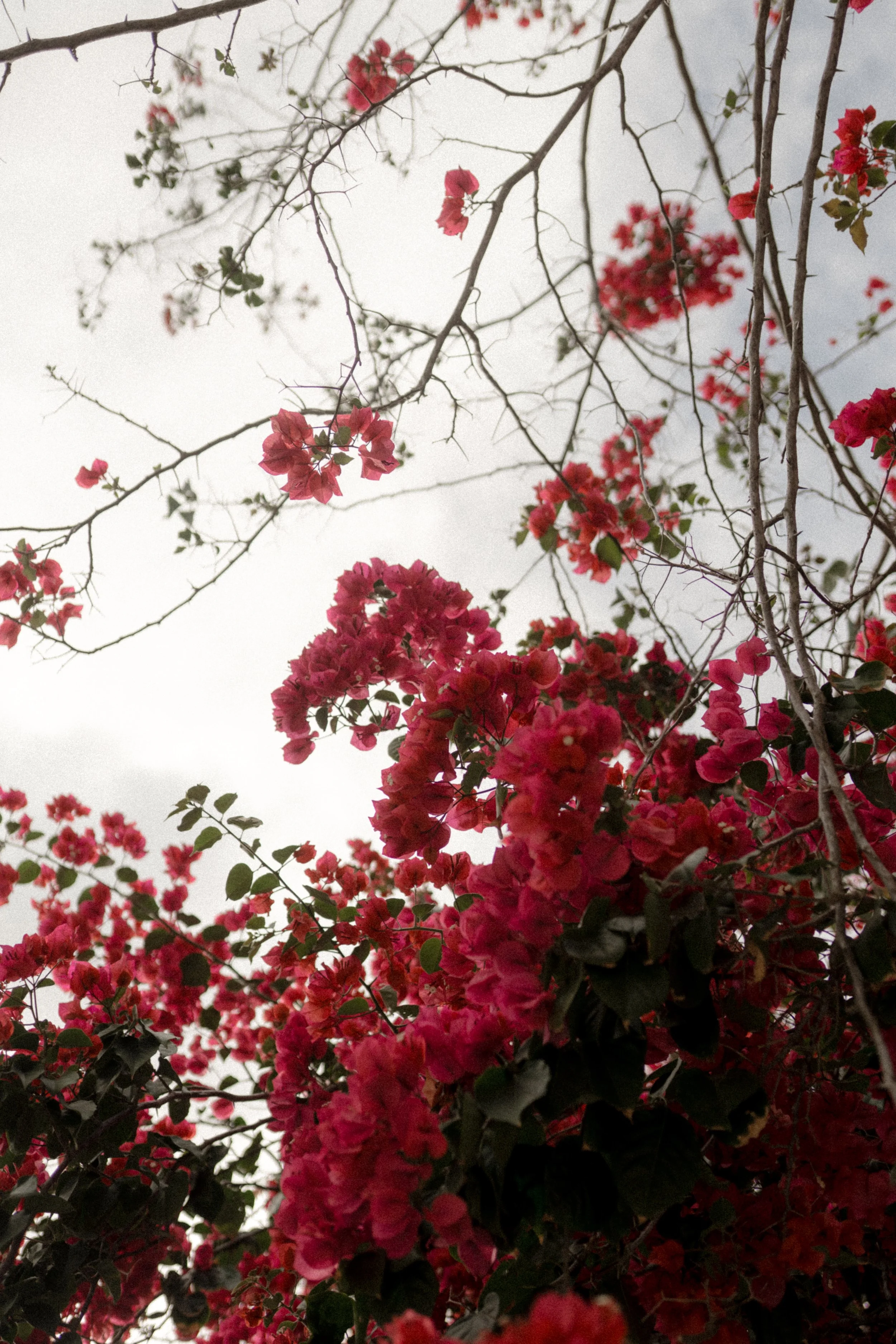 Pink bougainvillea flowers blooming against a cloudy sky with bare tree branches in Tulum, Mexico