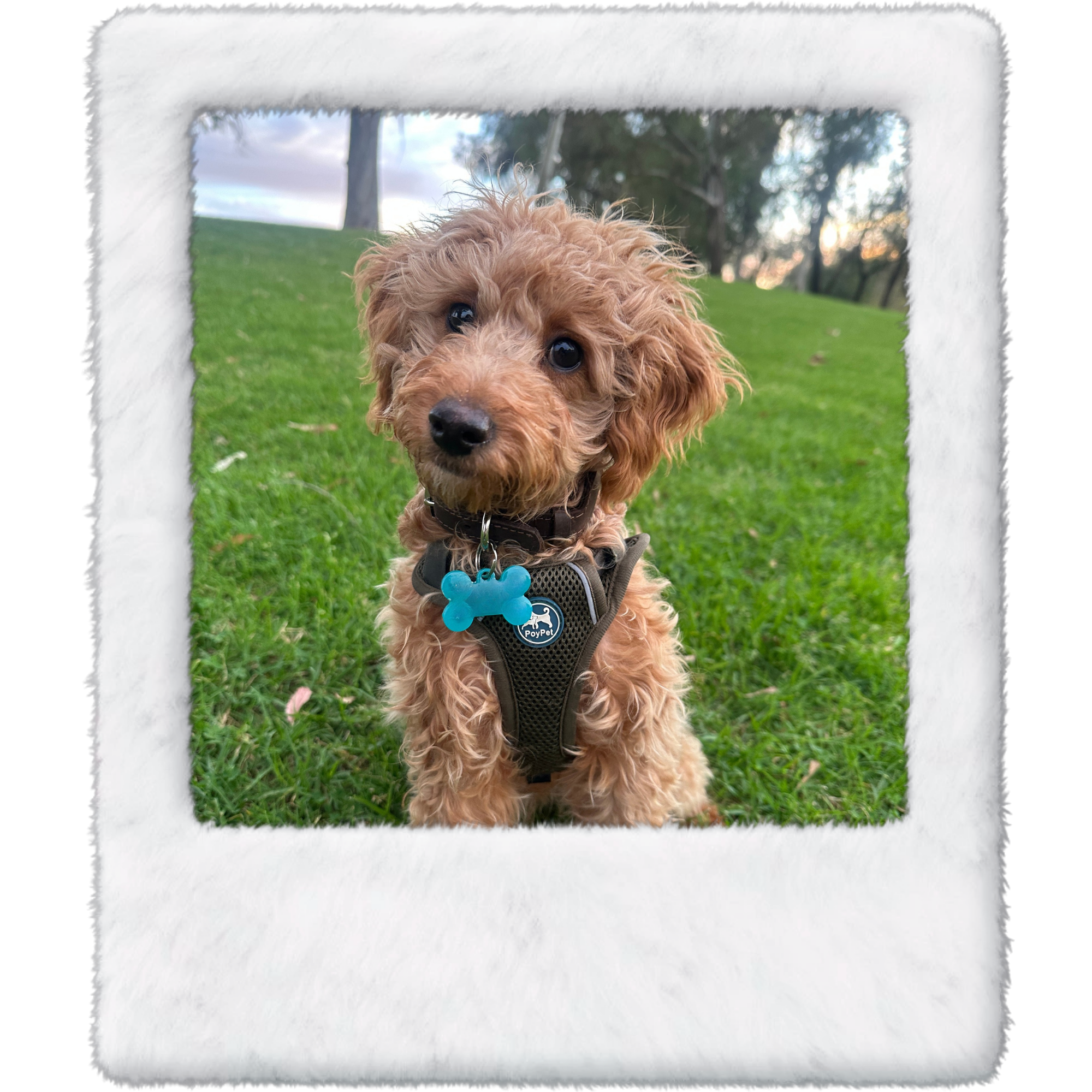 A cute brown curly-haired puppy sitting on a grassy field with trees in the background, wearing a harness with a blue bone-shaped tag.