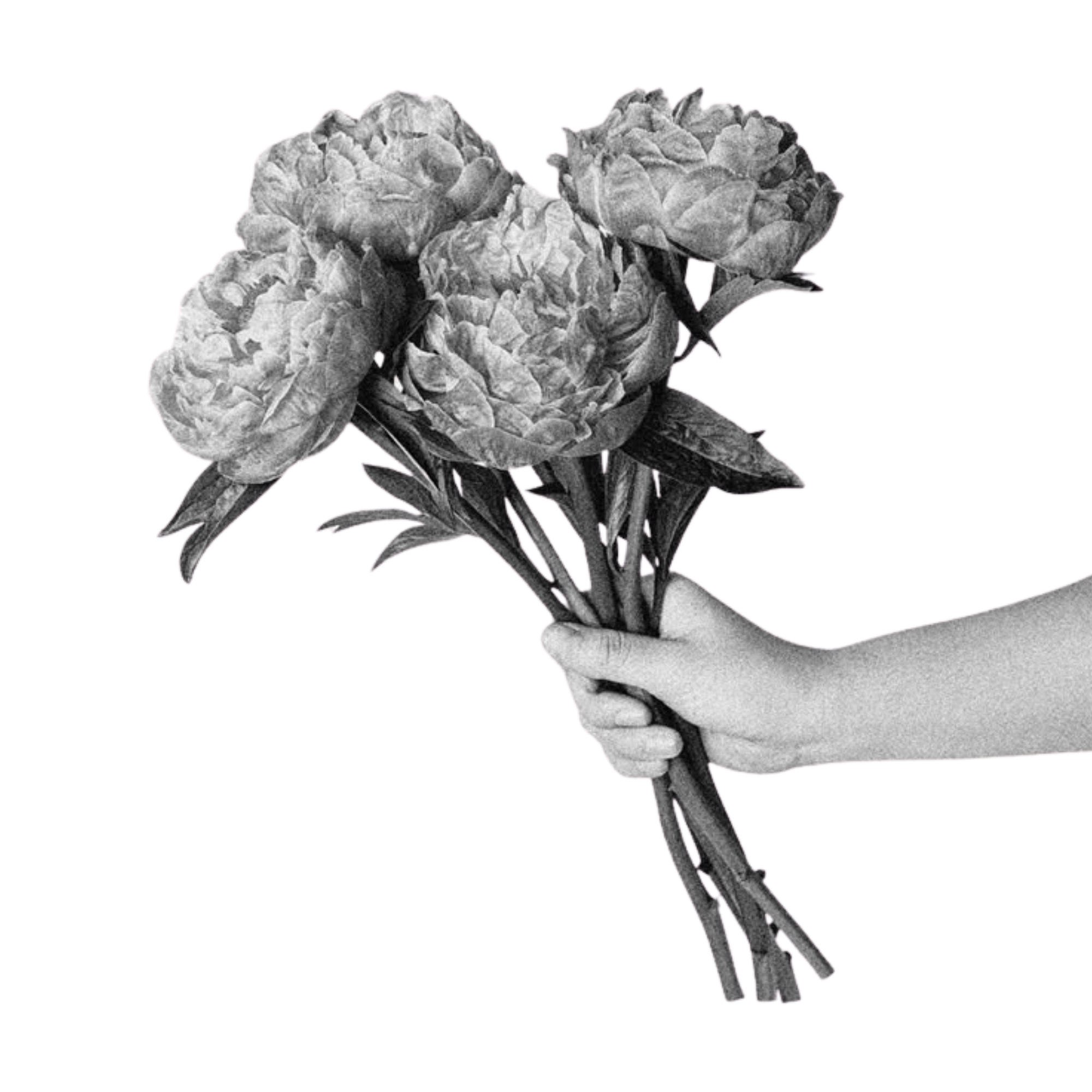 Black and white photo of a hand holding a bouquet of large, full roses.