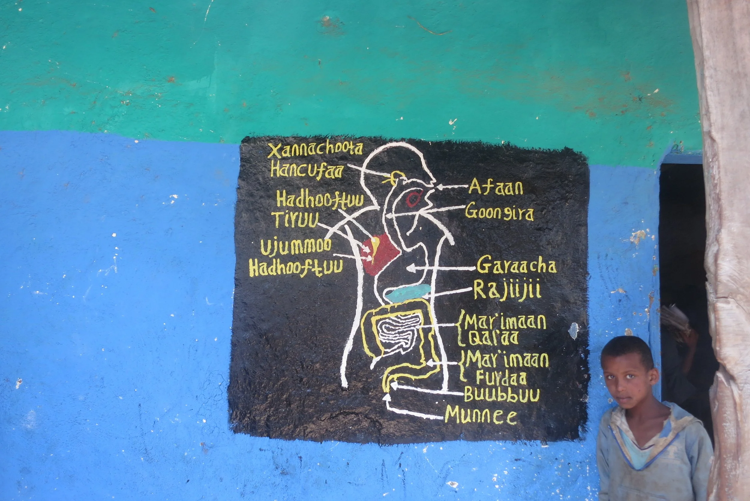 Anatomy lessons  in Qibaa - the gastrointestinal tract