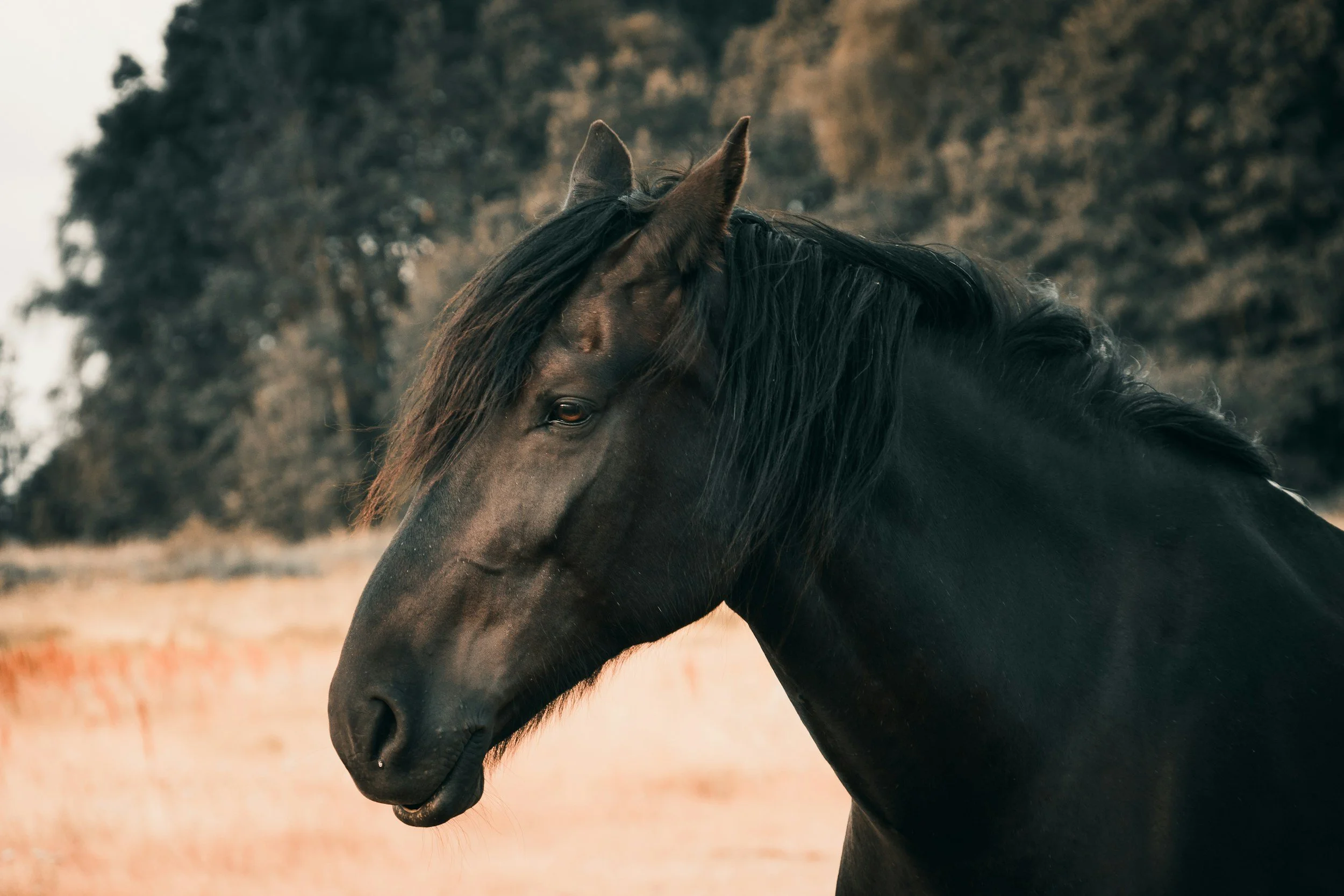 Close-up of a dark brown horse with a black mane outdoors with trees in the background.