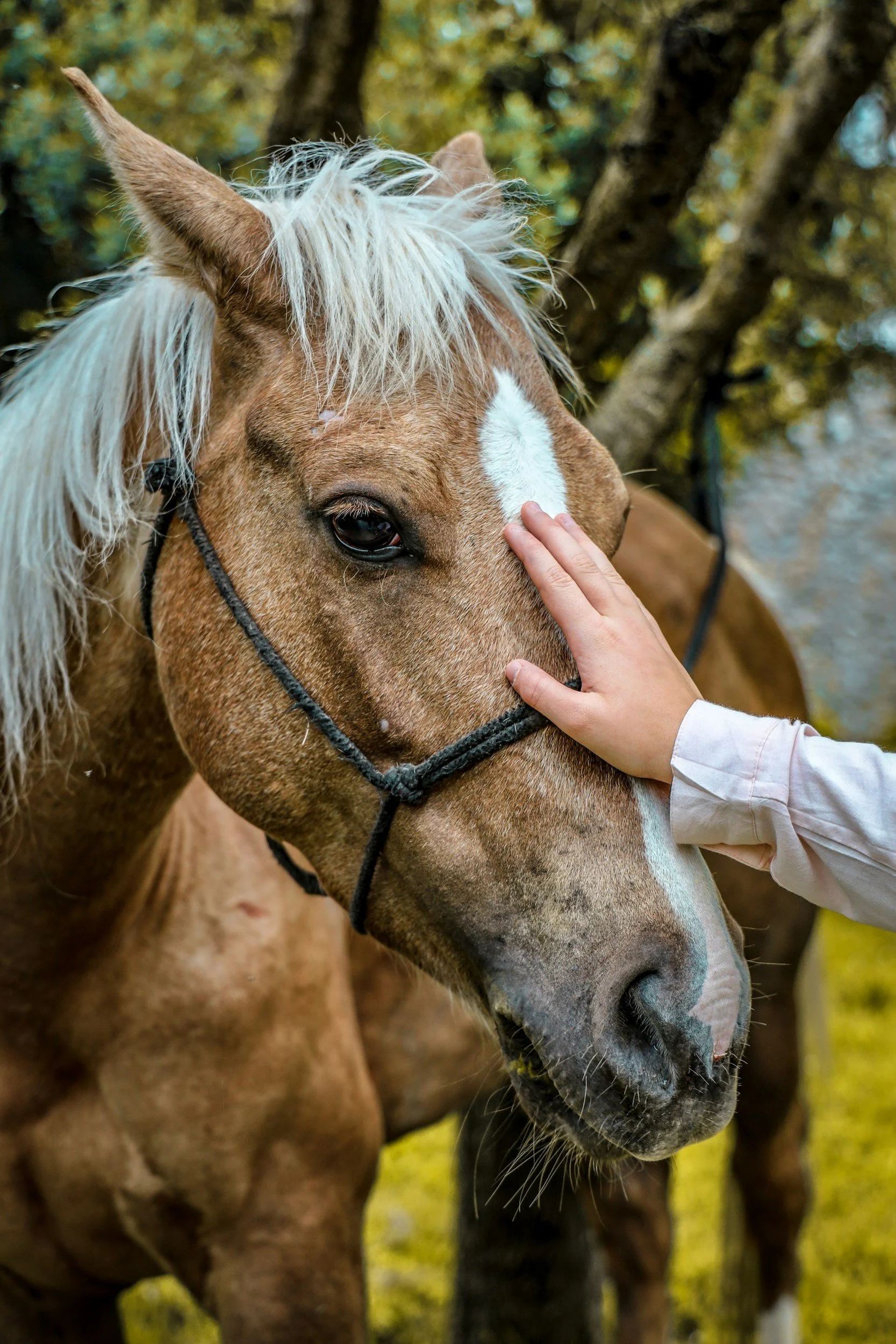 Equine-assisted therapy session in Gold Canyon AZ using the Masterson Method for trauma recovery and emotional regulation